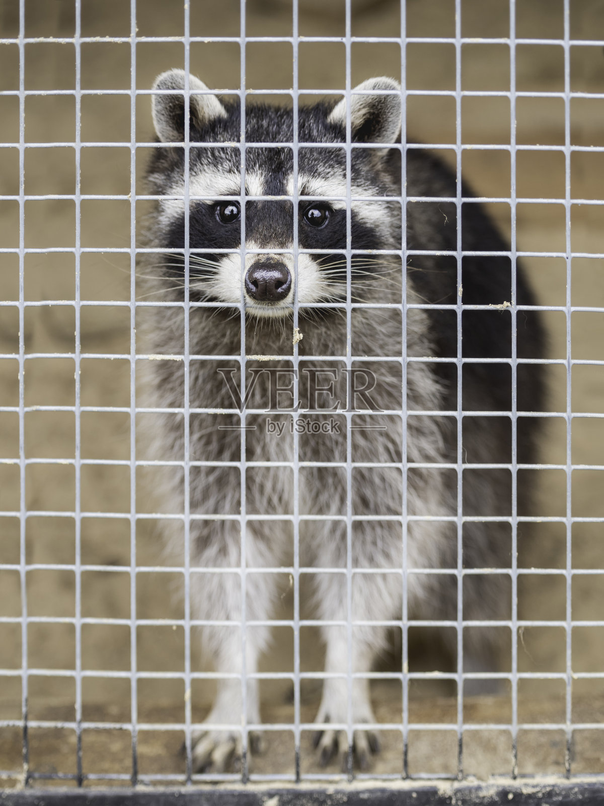一只好奇的浣熊透过笼子的栅栏往外看。动物在接触动物园。圈养野生动物救助收容所中受伤的动物。照片摄影图片