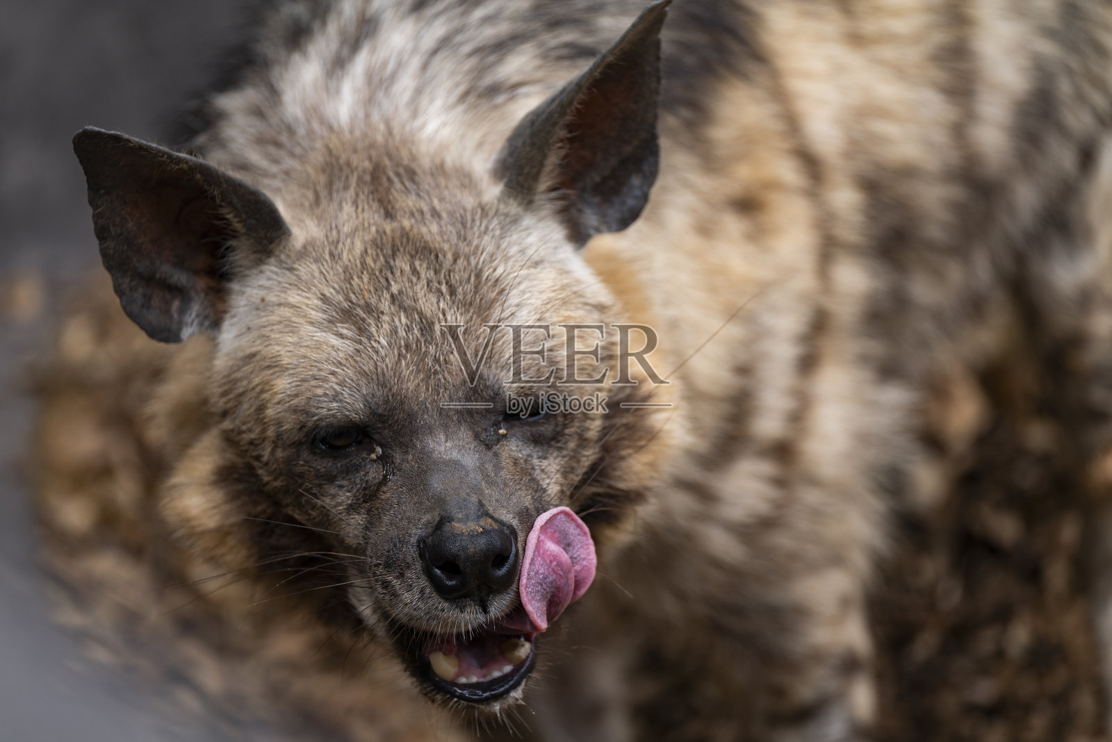 条纹鬣狗照片摄影图片