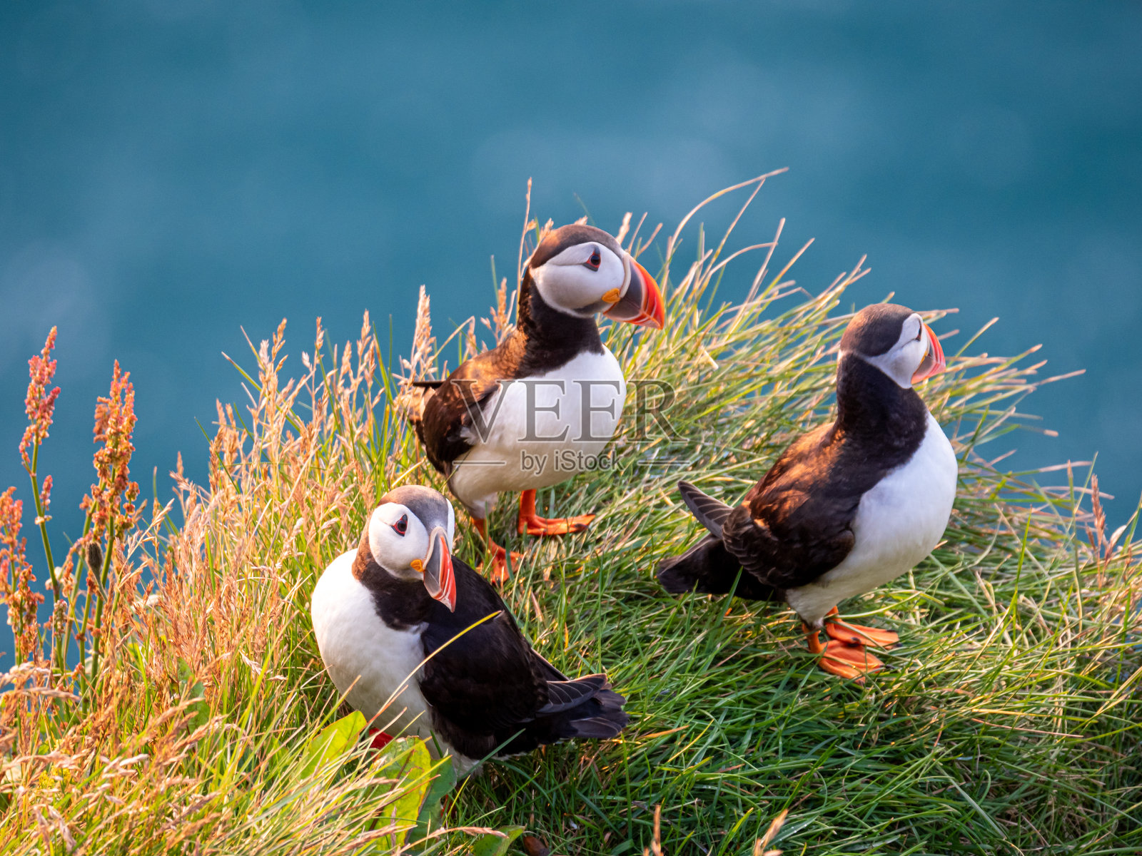 海鹦的肖像,在日落的时候有橙色的喙。Latrabjarg悬崖,西峡湾,冰岛。照片摄影图片