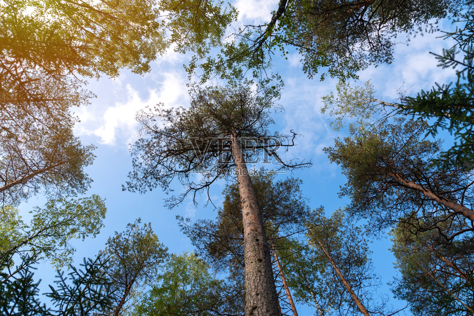 松树在秋天蔚蓝的天空下摇曳。底视图照片摄影图片