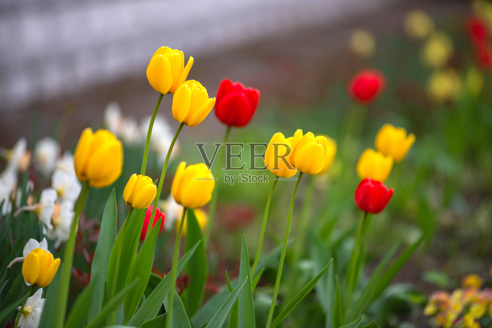 郁金香,黄的和红的,在花园的背景水仙花粉红色的魅力品种。郁金香(Tulipa)是百合科(百合科)多年生草本球茎植物属。照片摄影图片