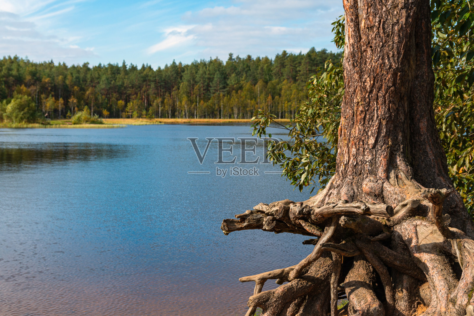 一棵生长在森林湖泊水边的老树的光秃秃的根。远处的海岸上有一片森林,岸边是沼泽,天空是蓝色的照片摄影图片