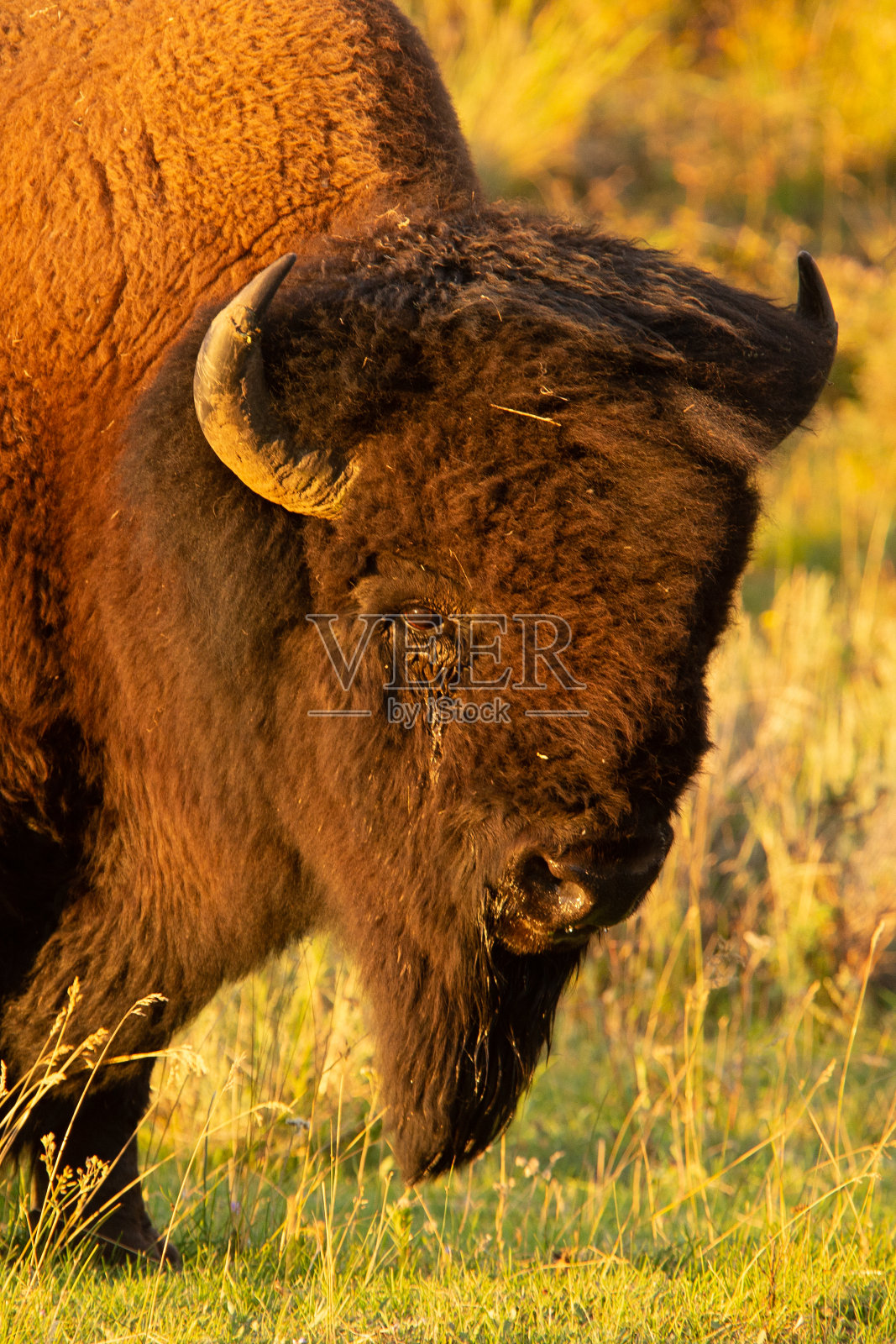 黄石公园的野牛肖像照片摄影图片