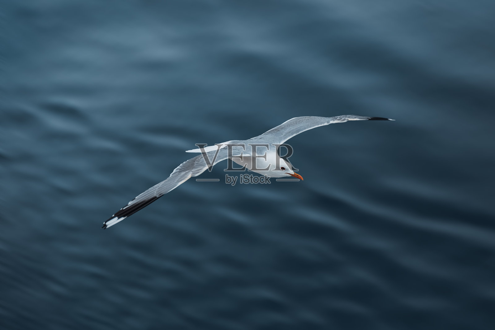 一只飞过水面的鸟照片摄影图片