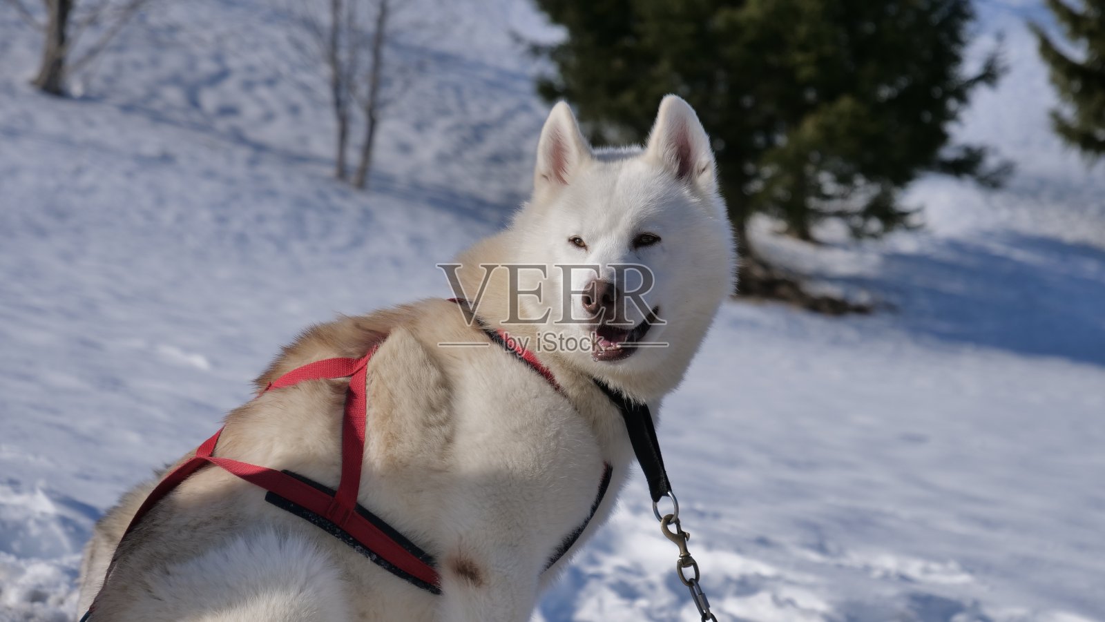 美丽的哈士奇和雪橇狗在冬天照片摄影图片