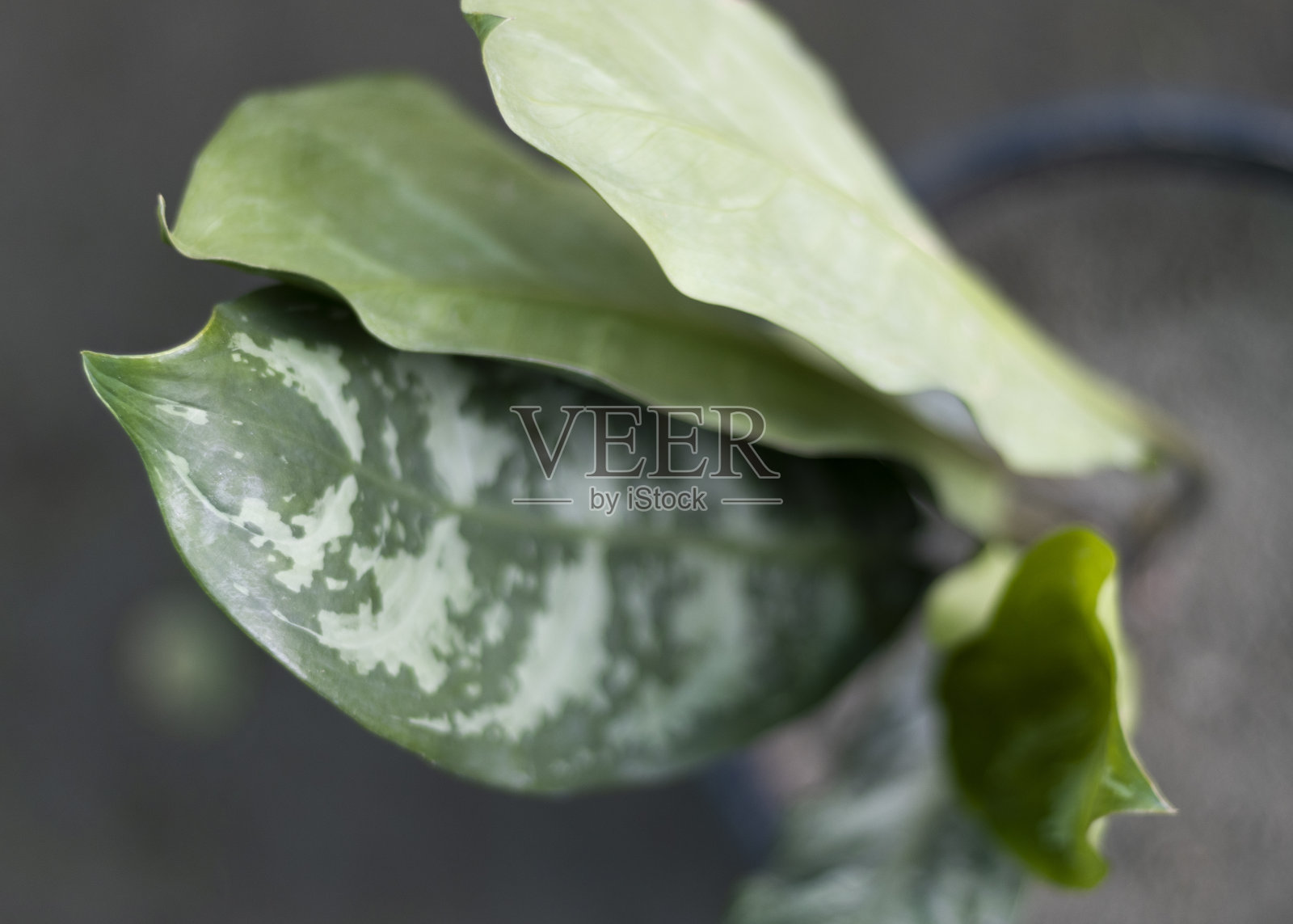 中国的一种常绿植物,叶深色有光泽照片摄影图片