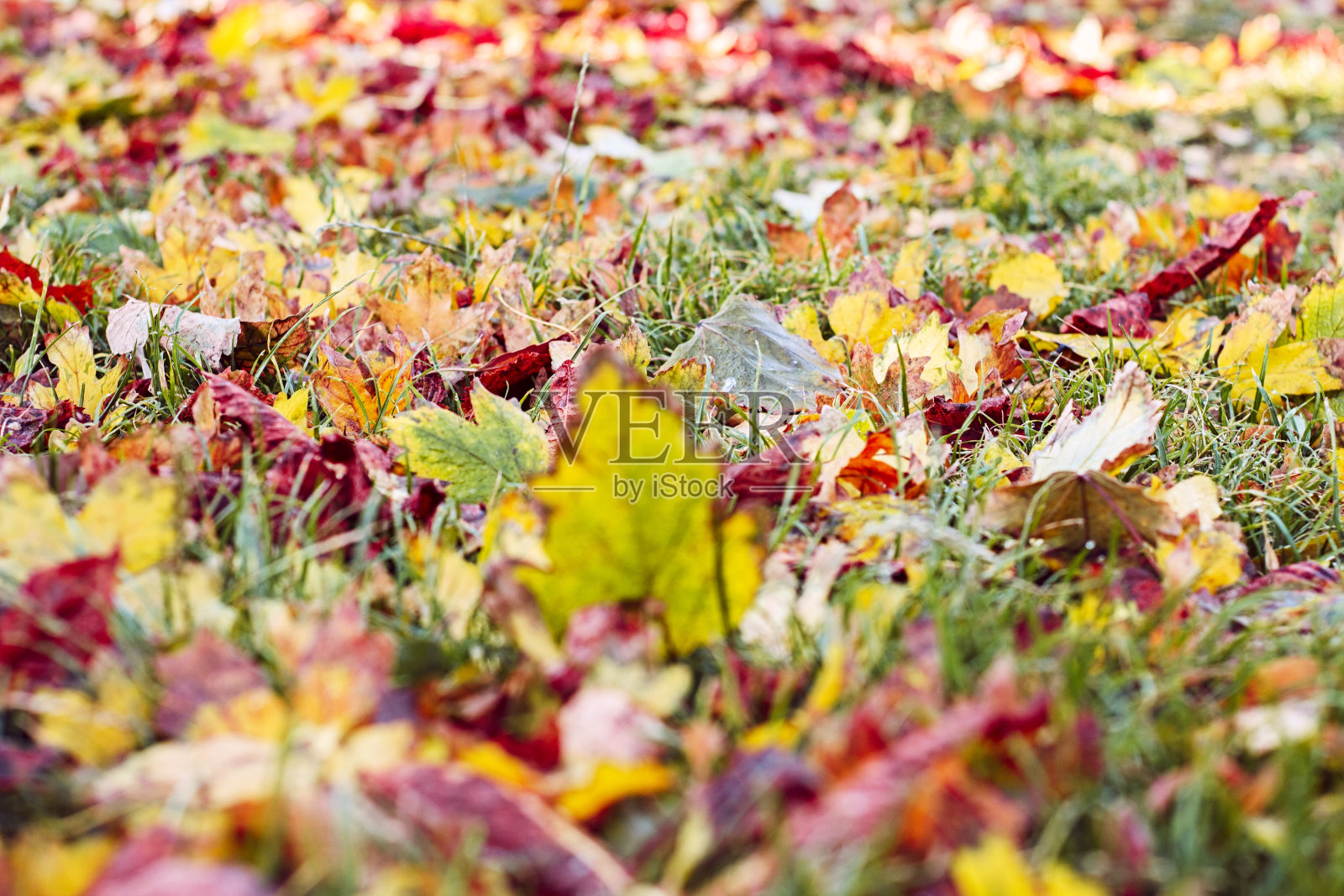 五彩缤纷的秋叶落在地上。照片摄影图片