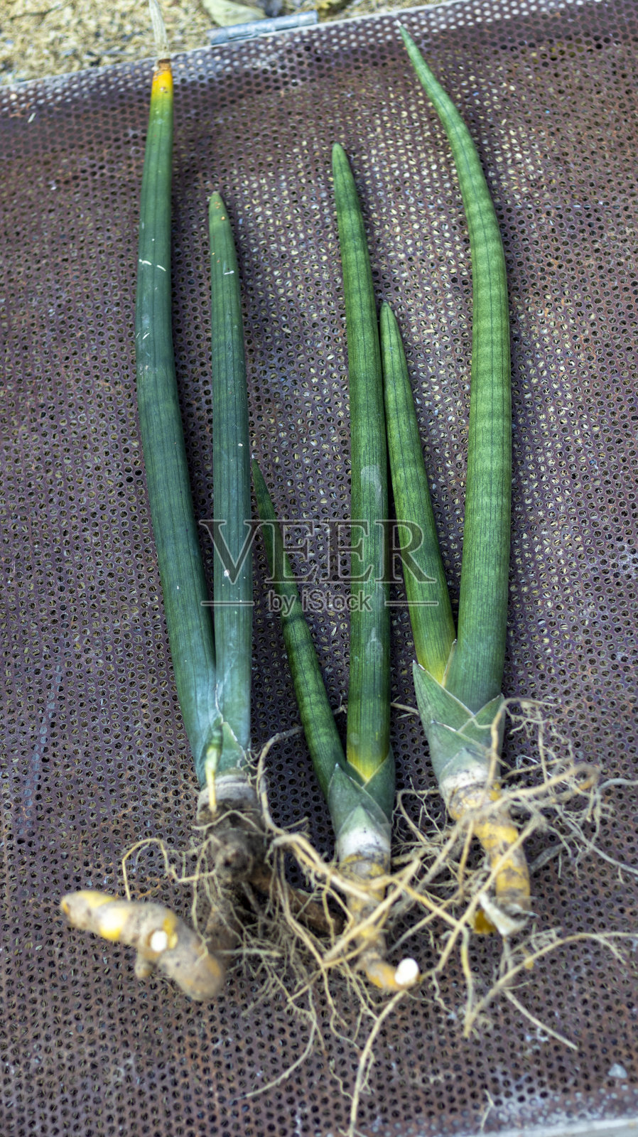 圆柱形婆婆的舌状植物,无根照片摄影图片