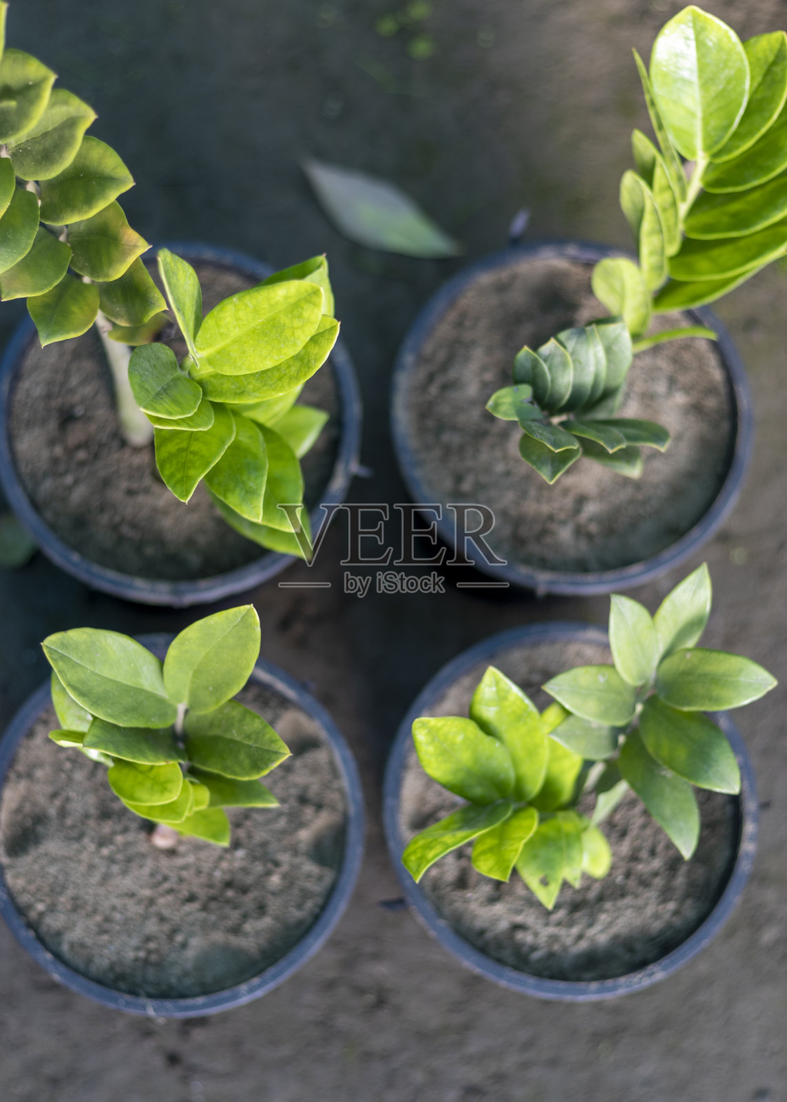 绿色ZZ植物在塑料罐中照片摄影图片