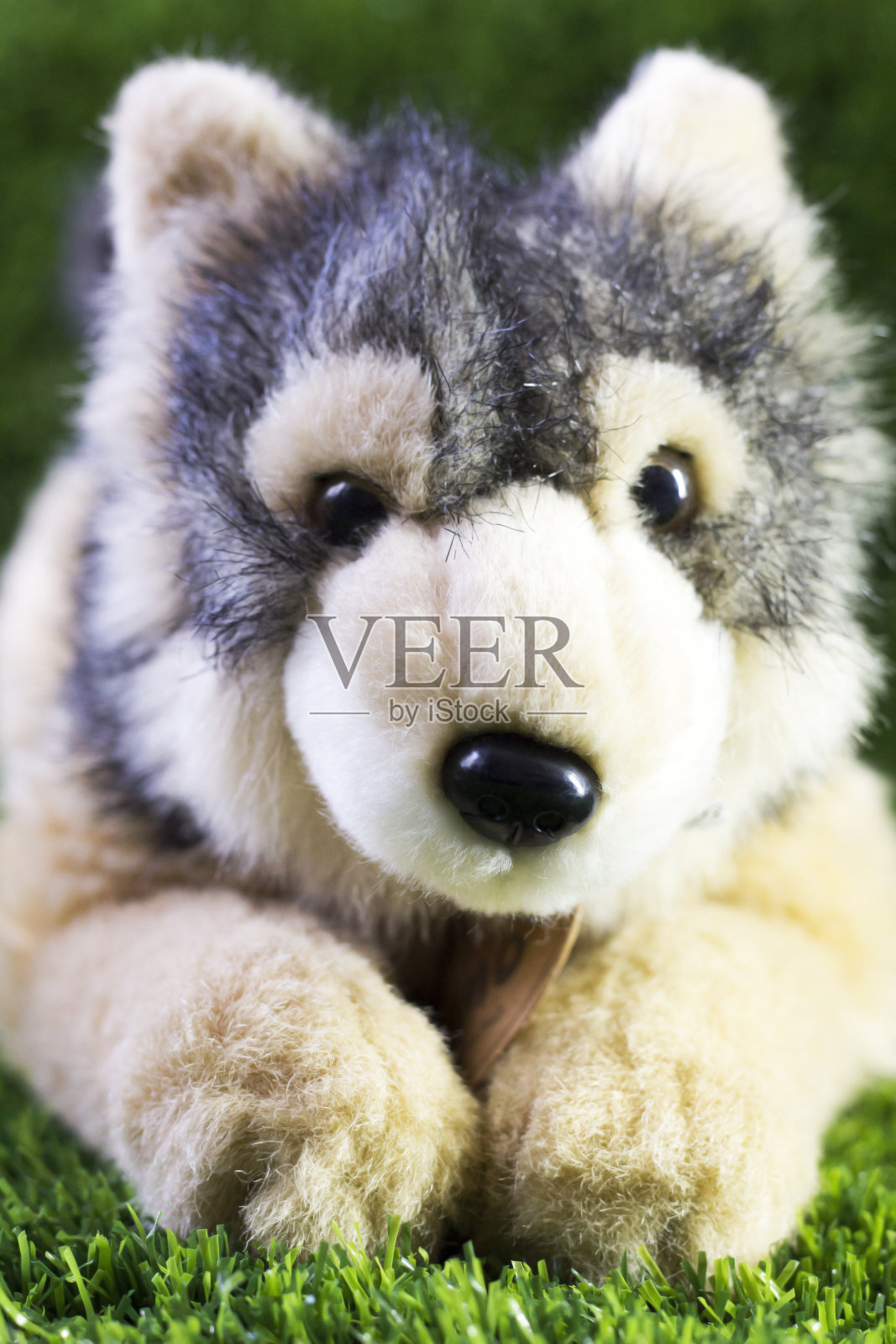 灰狼或狗的软玩具,口吻照片摄影图片