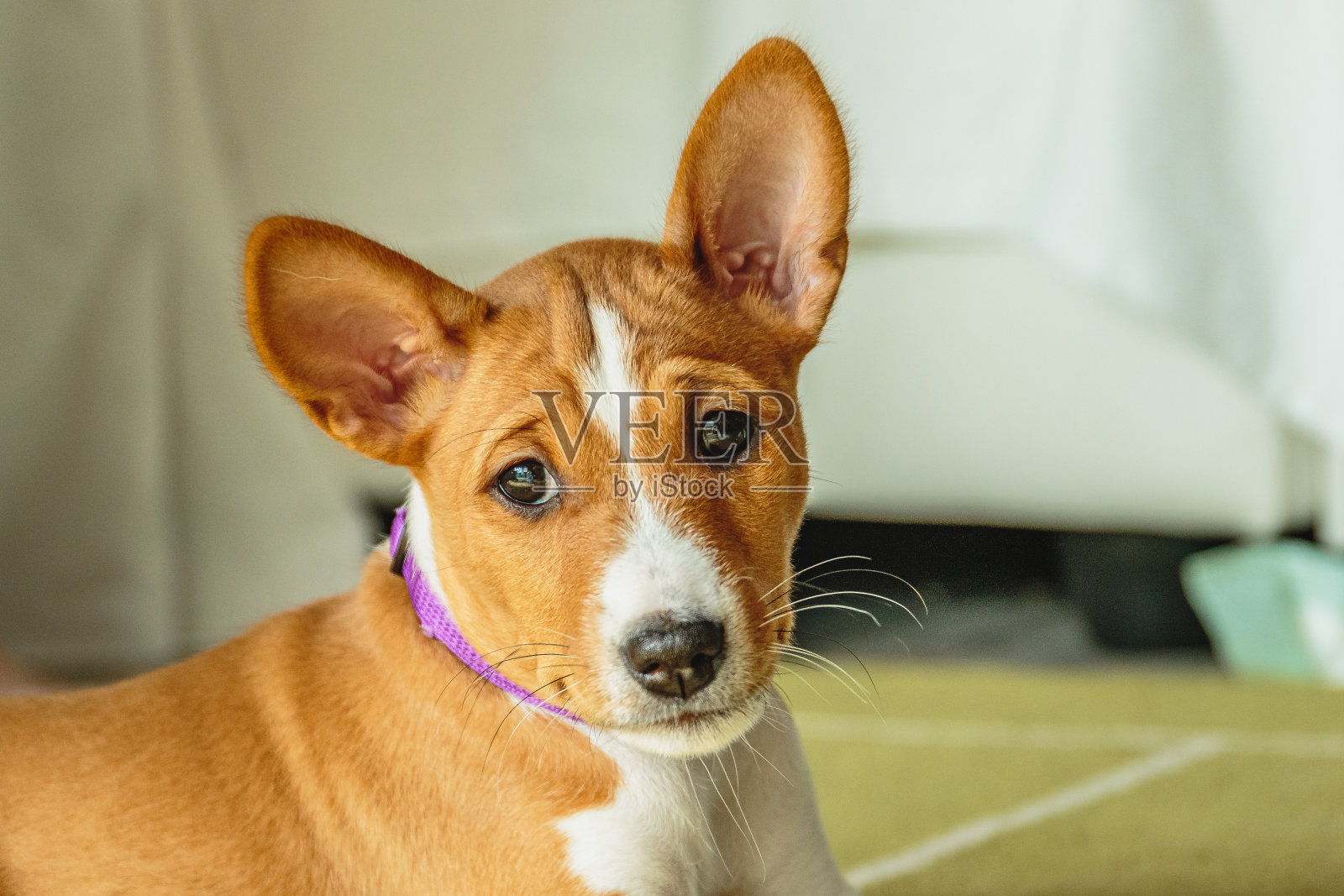 巴辛吉小狗小狗特写肖像看着相机照片摄影图片