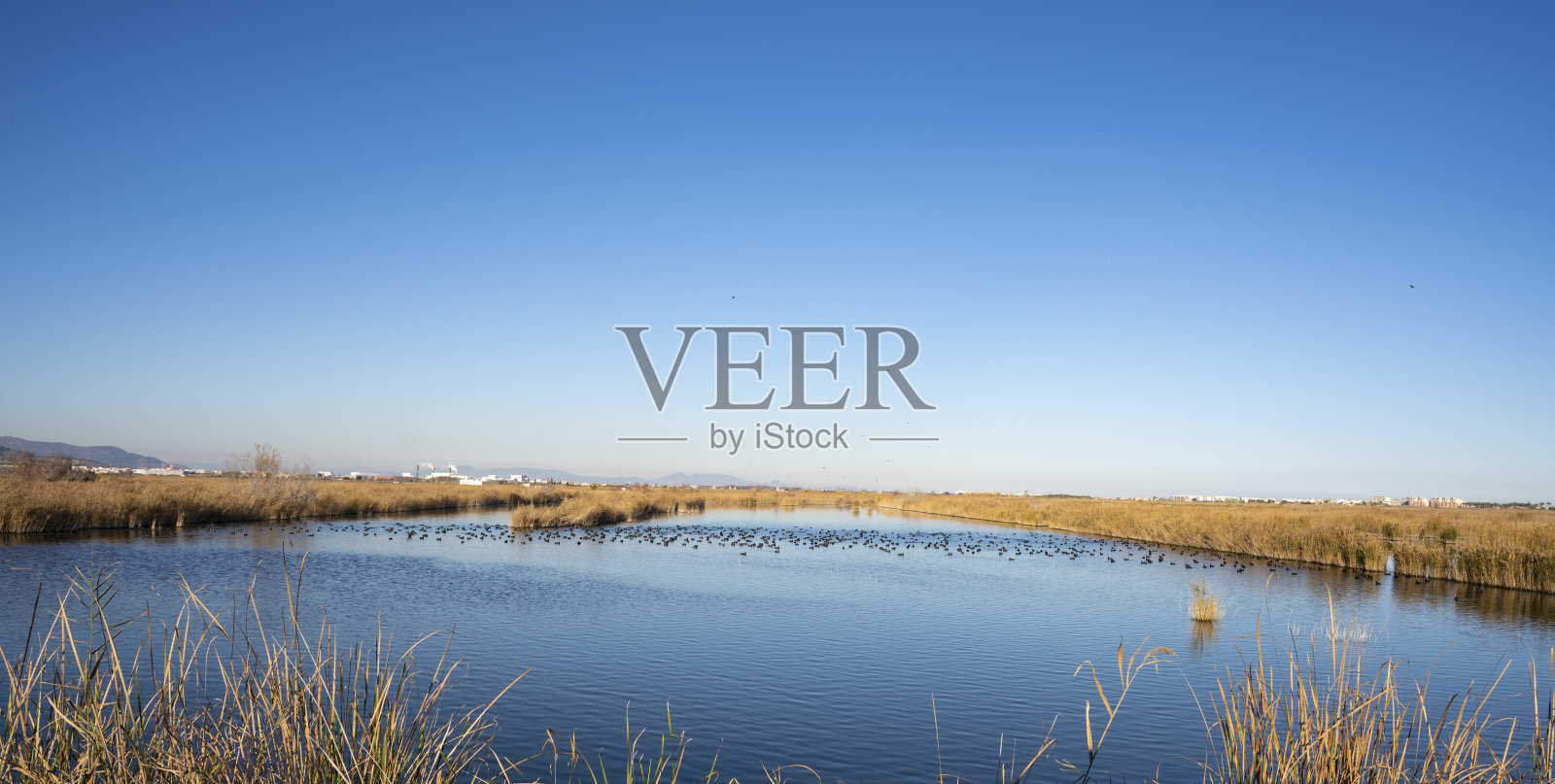 西班牙城堡的Almenara Marjal湿地有很多鸟类照片摄影图片