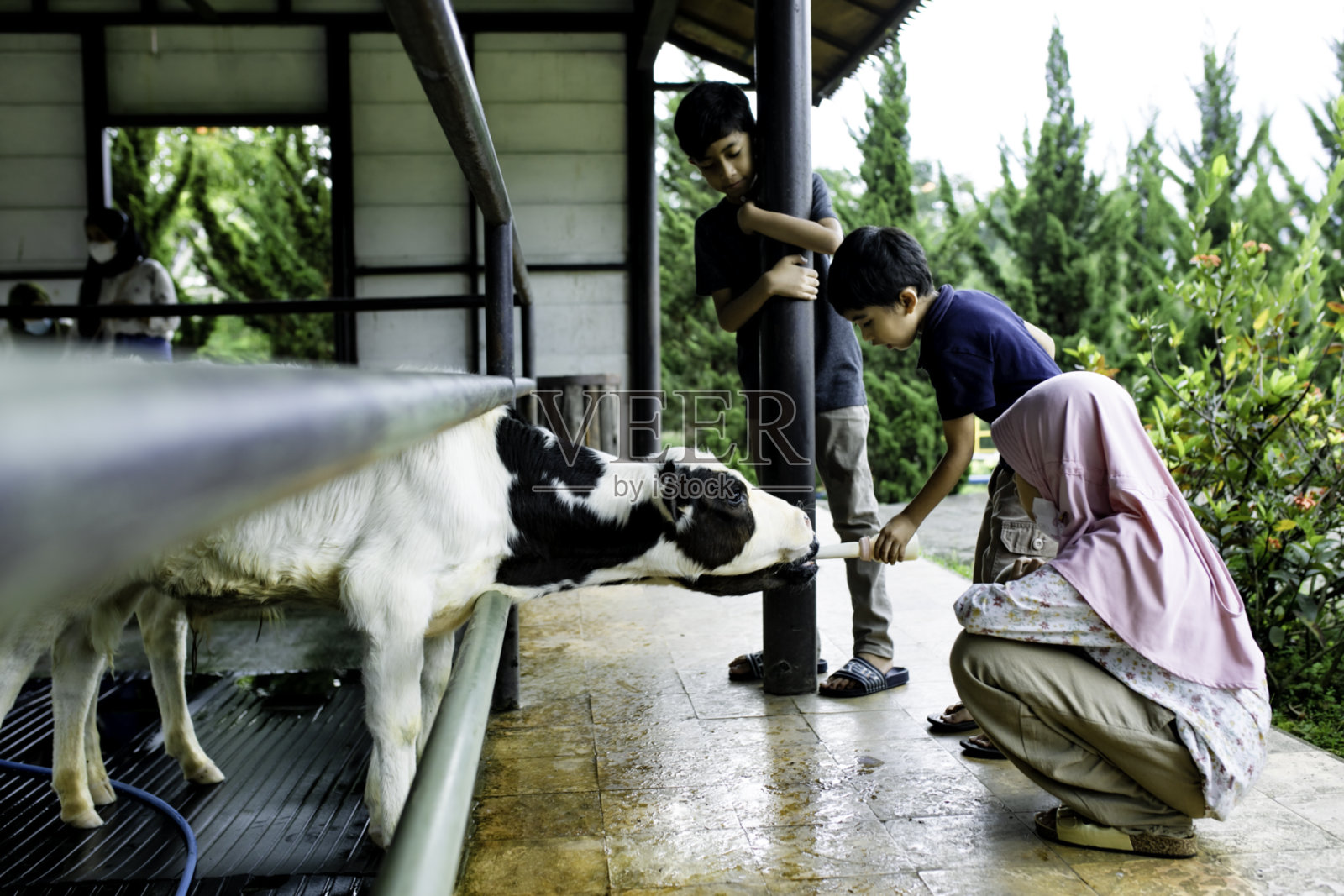 幸福的家庭喜欢在农场喂牲畜照片摄影图片