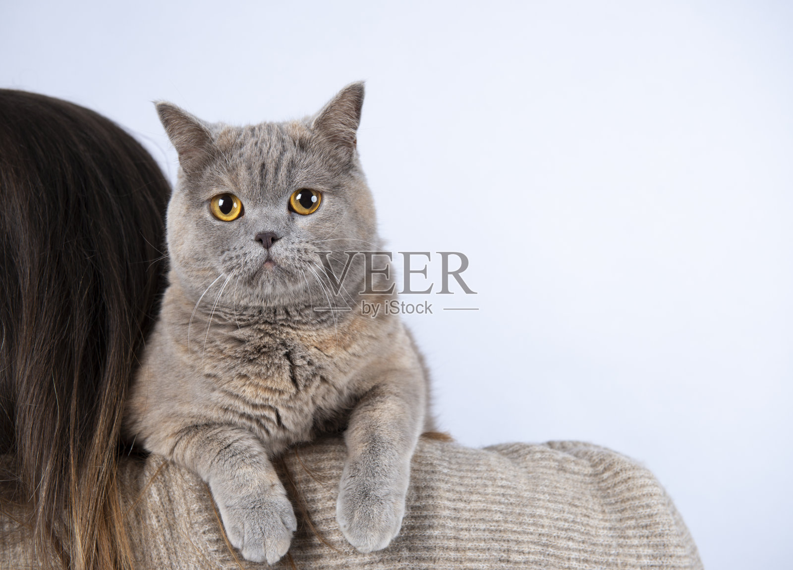 可爱的猫和主人工作室拍摄照片摄影图片