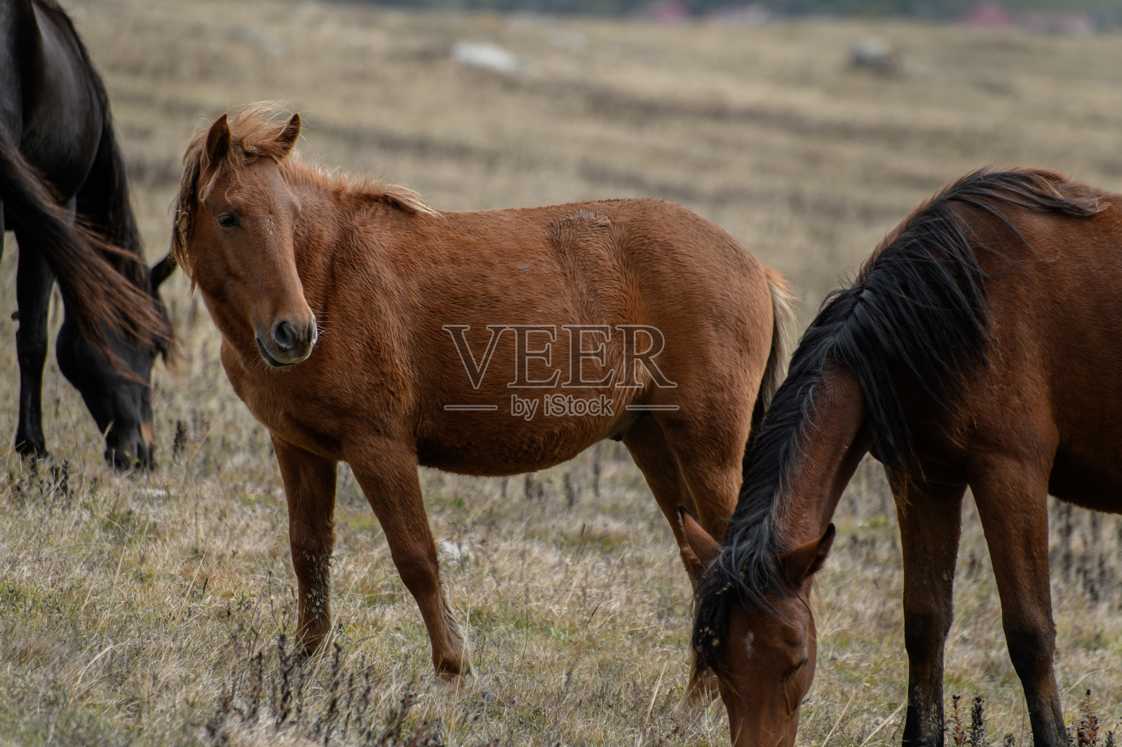 一匹棕色的马在秋天的草地上吃草照片摄影图片