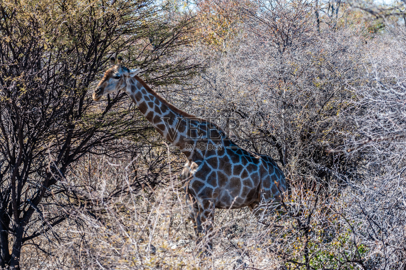 一个隐藏在灌木丛中的安哥拉长颈鹿的特写照片摄影图片