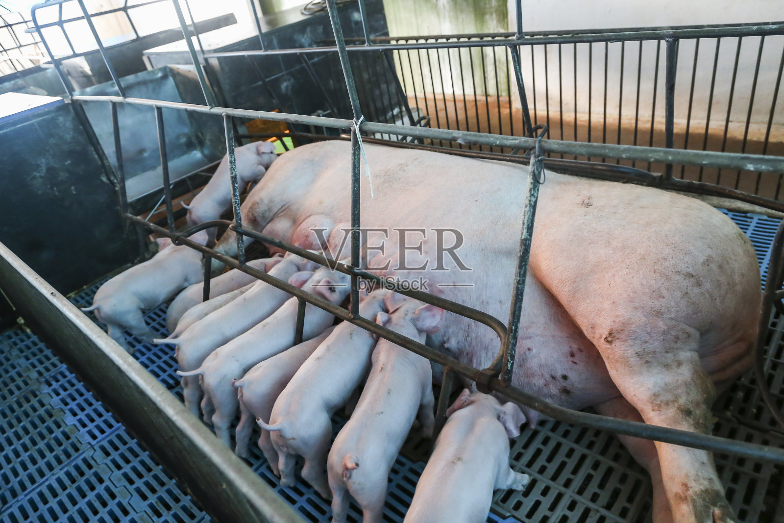 农村养猪场的母乳喂养猪照片摄影图片