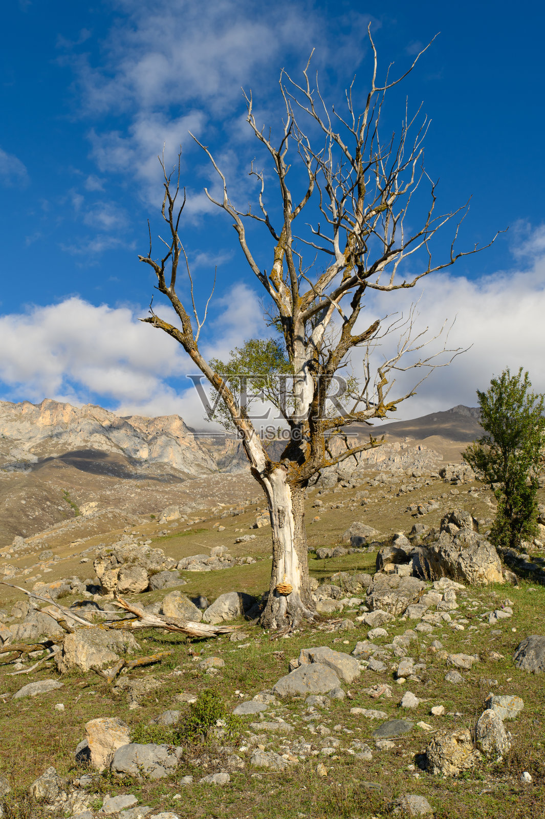 高山上一棵垂死的树,上面长着绿色的嫩芽。山川风光,蓝天白云照片摄影图片