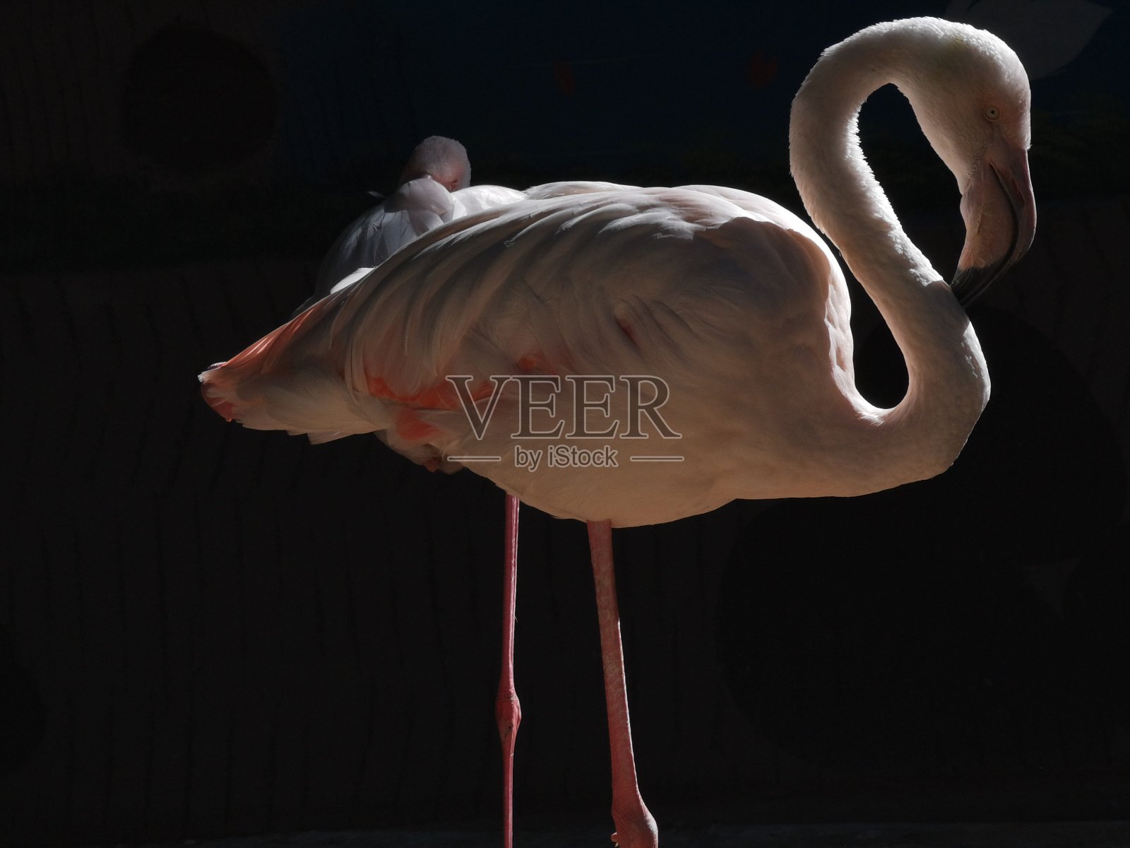 火烈鸟照片摄影图片