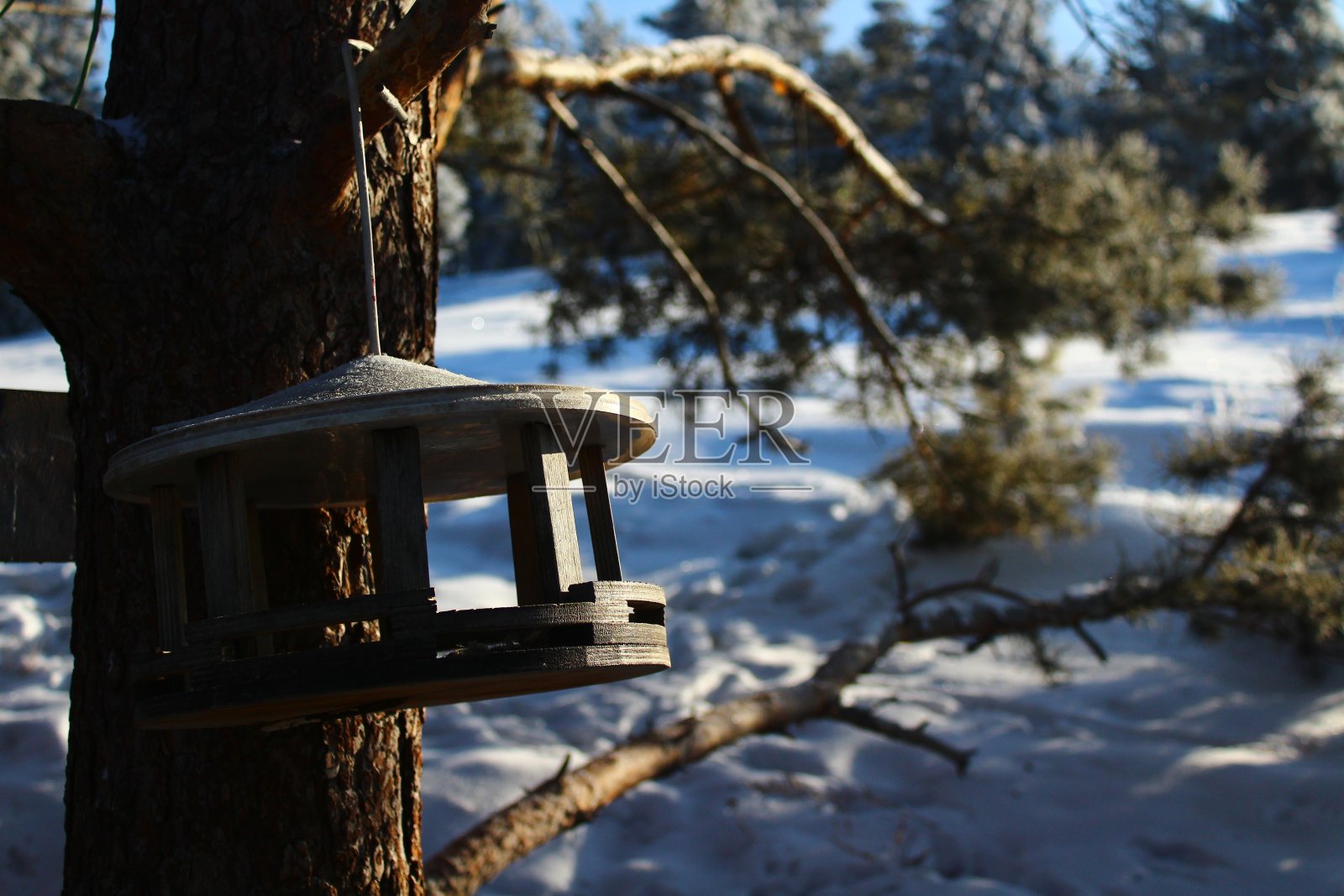 松树公园里喂鸟的人照片摄影图片