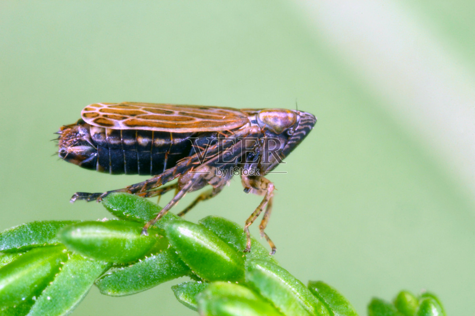 叶蝉科小叶蝉。这些昆虫吸植物的汁液。照片摄影图片