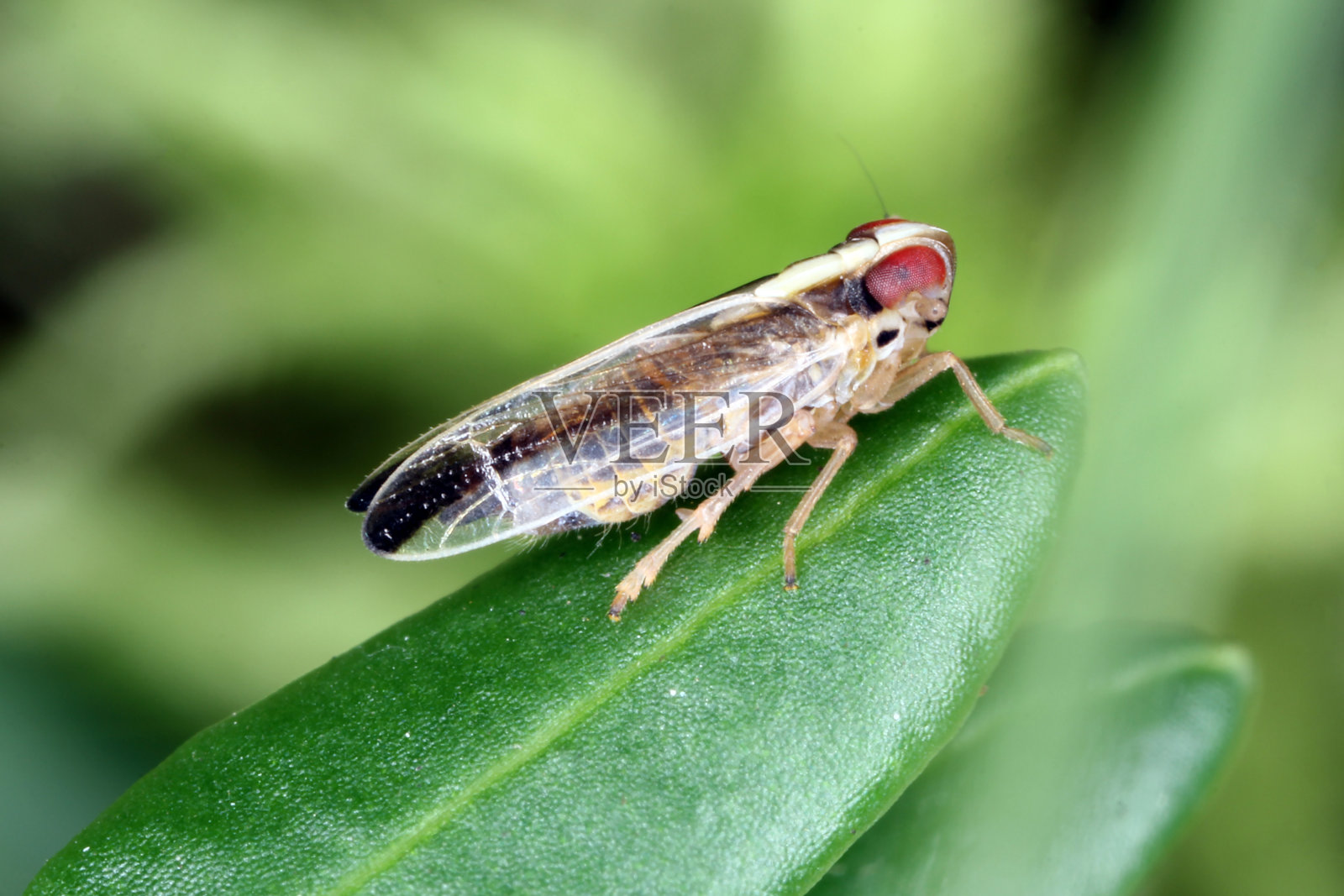 鼠飞虱科中鼠飞虱属的鼠飞虱。树叶上的昆虫。照片摄影图片