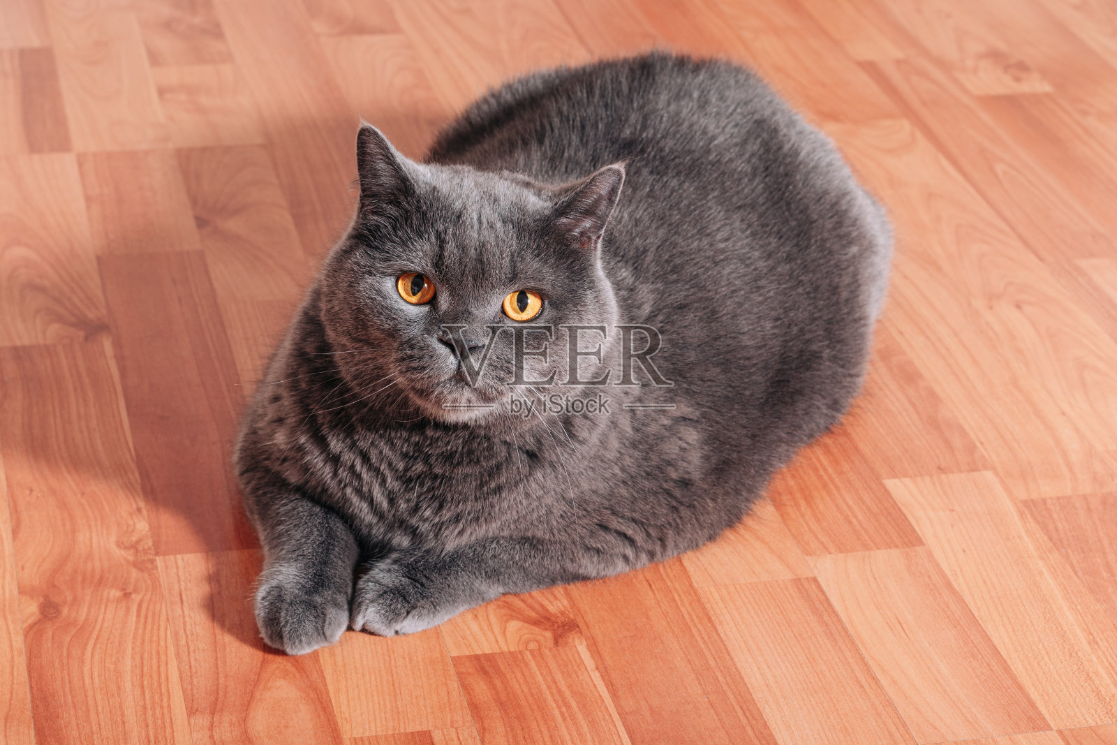 英国品种的大灰猫坐在公寓的木地板上照片摄影图片