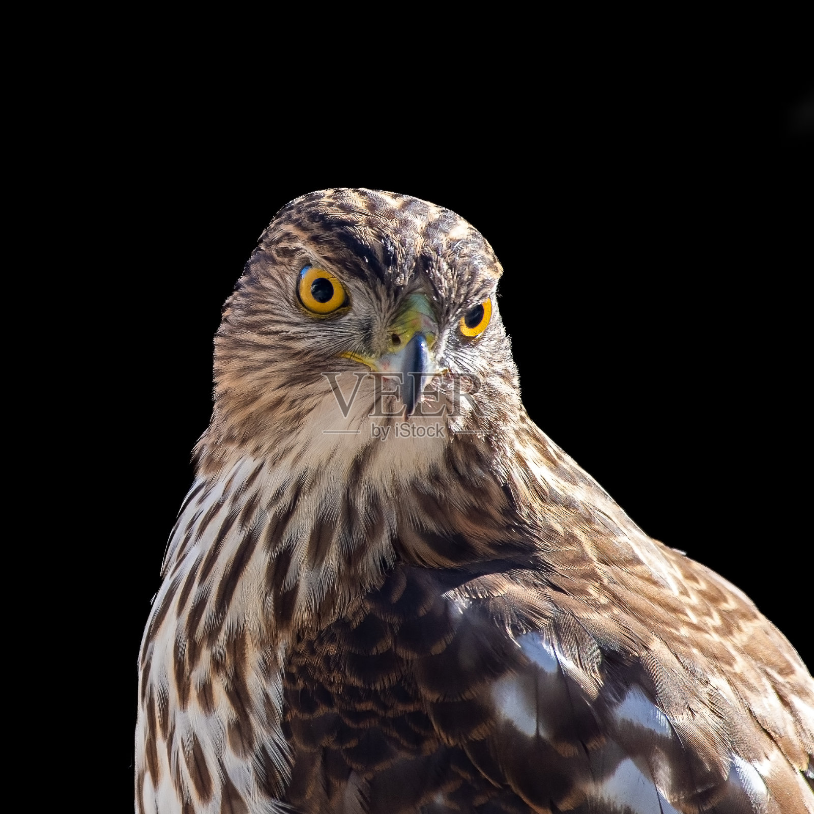 近距离观察库伯鹰,库伯鹰,在黑色的背景上。照片摄影图片
