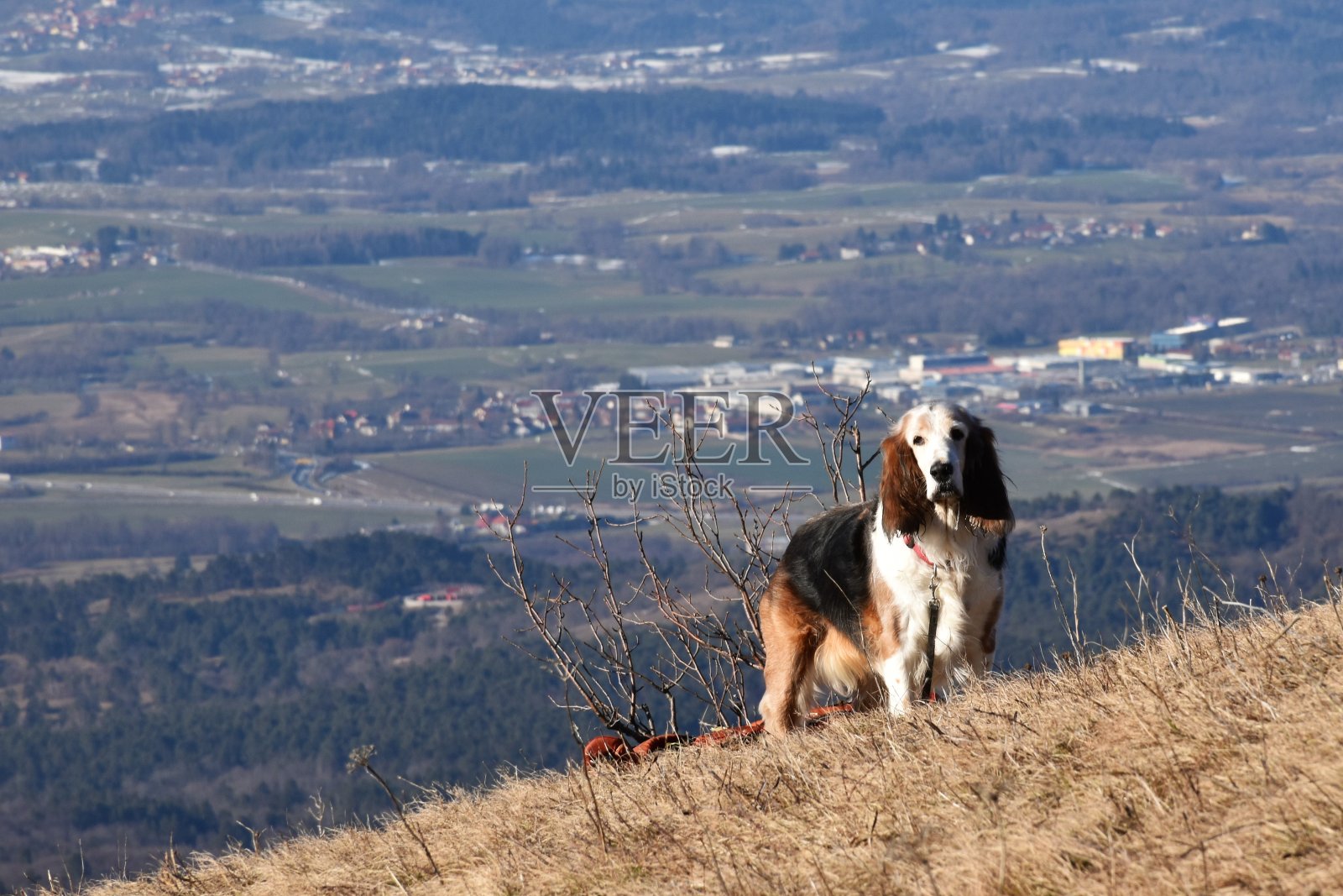 英国可卡犬在黑色,白色和棕色的颜色照片摄影图片