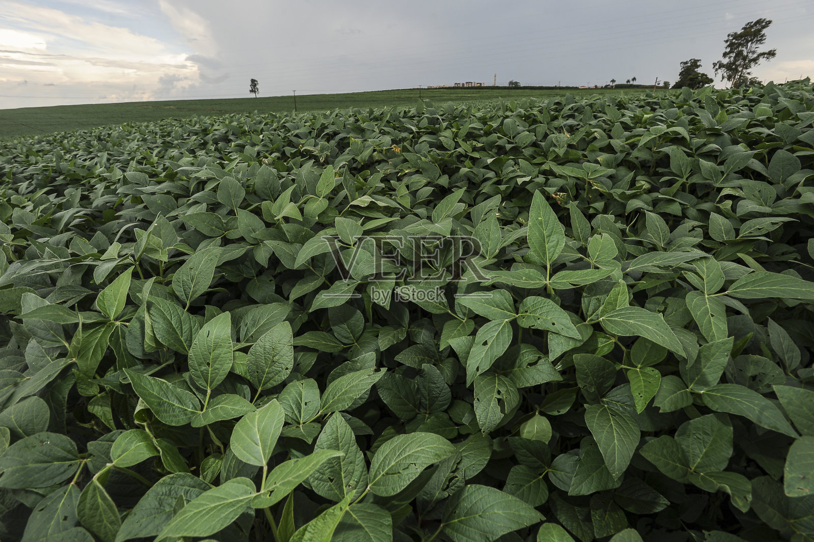 种植大豆照片摄影图片