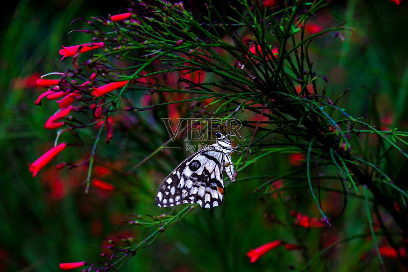 柑橘凤蝶照片摄影图片