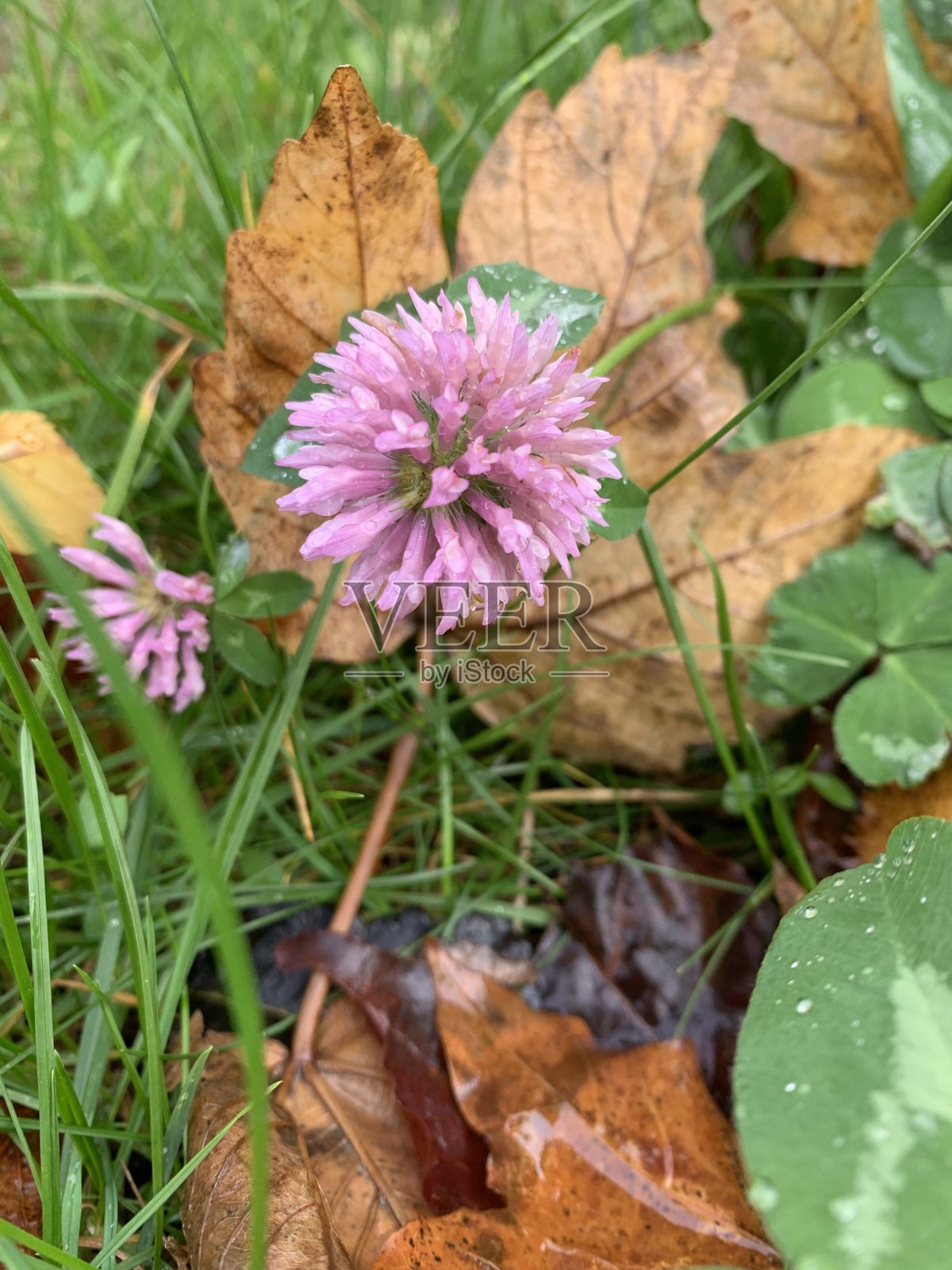雨中的花照片摄影图片