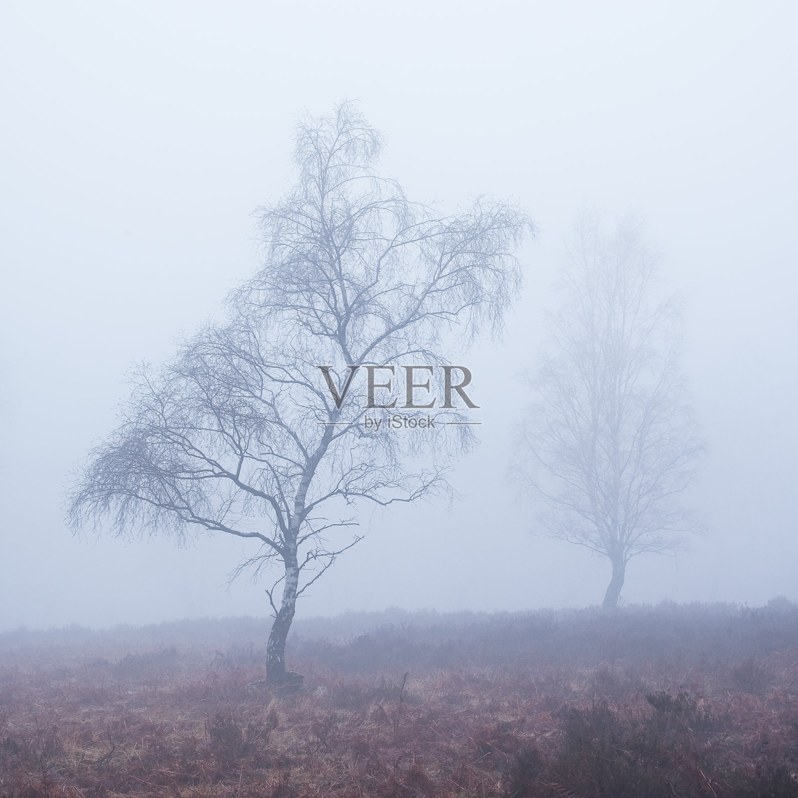 雾中的桦树照片摄影图片