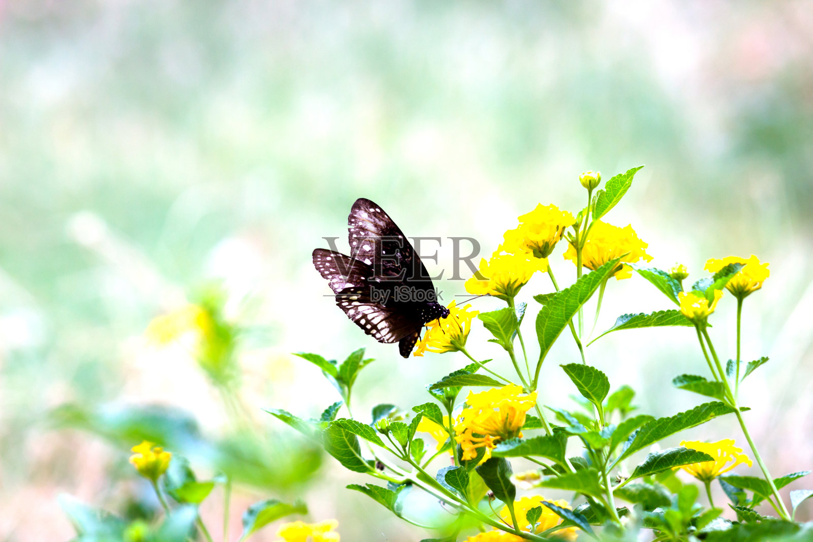 坐在花上喝花蜜的乌鸦蝶照片摄影图片