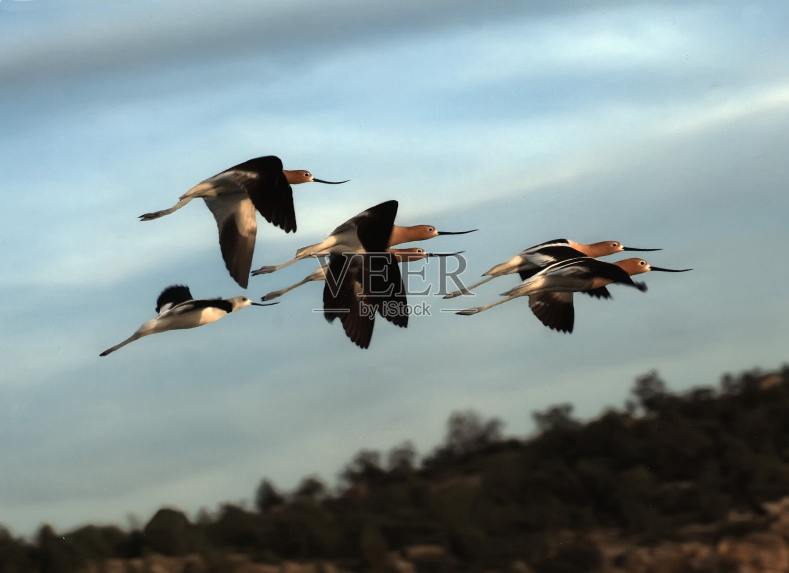 美国Avocet照片摄影图片