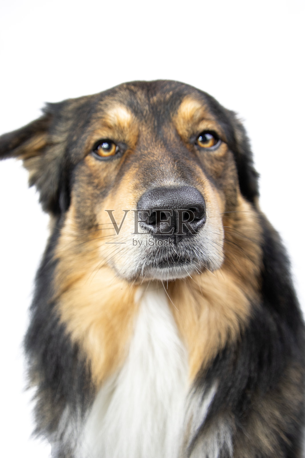 澳大利亚牧羊犬萨贝尔色孤立背景照片摄影图片