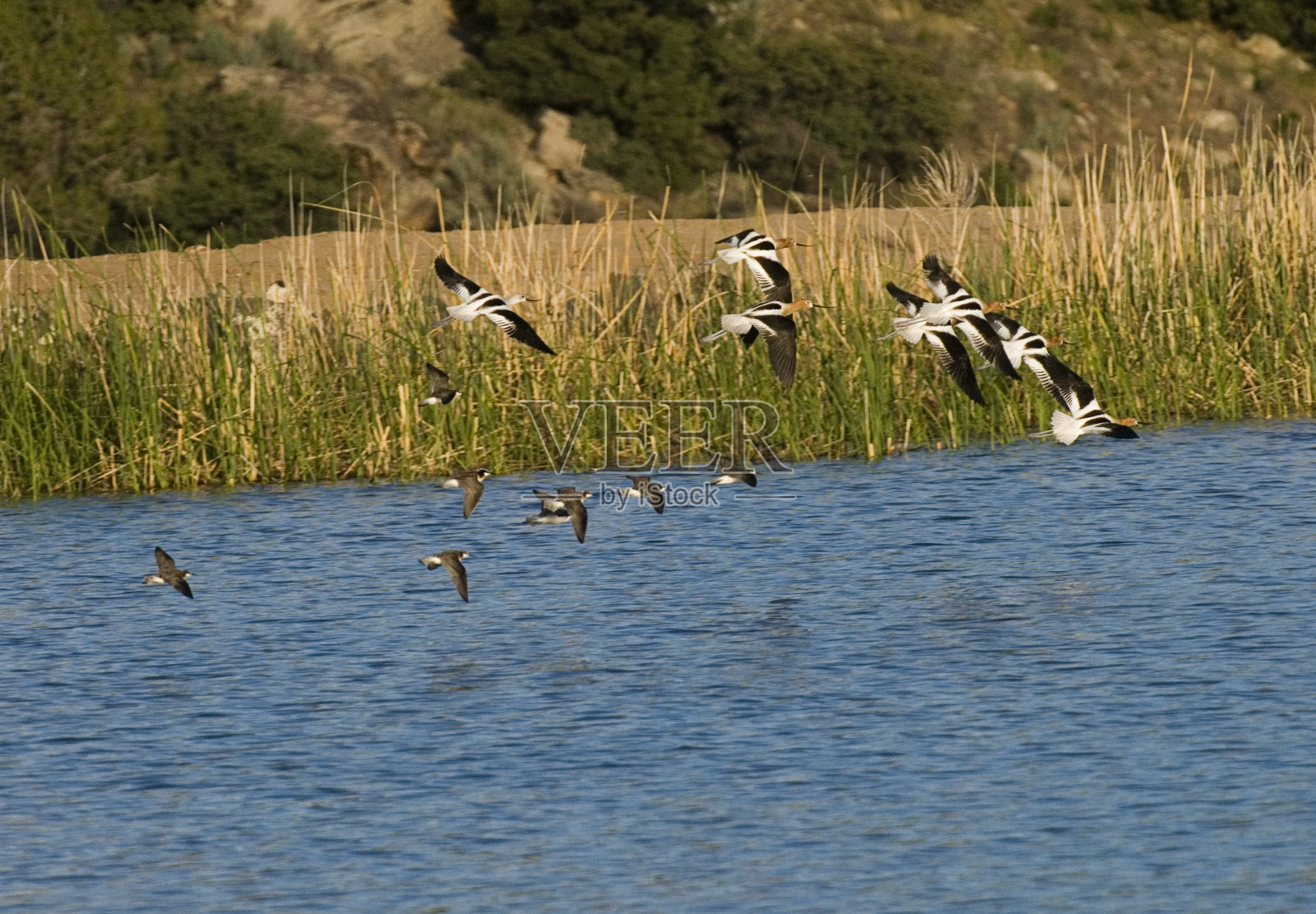 美国Avocet照片摄影图片