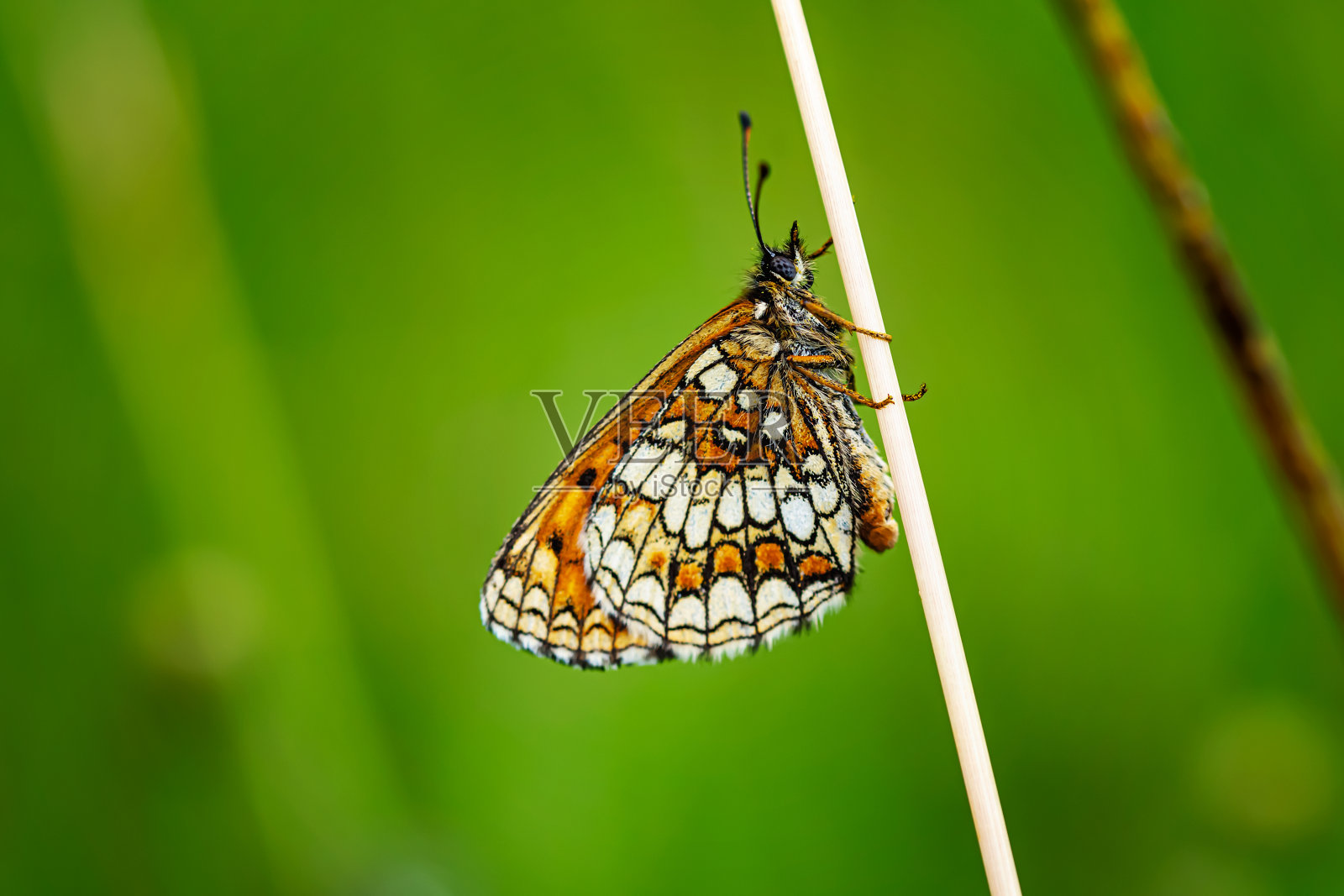 美丽的蝴蝶在紫色的花朵上照片摄影图片