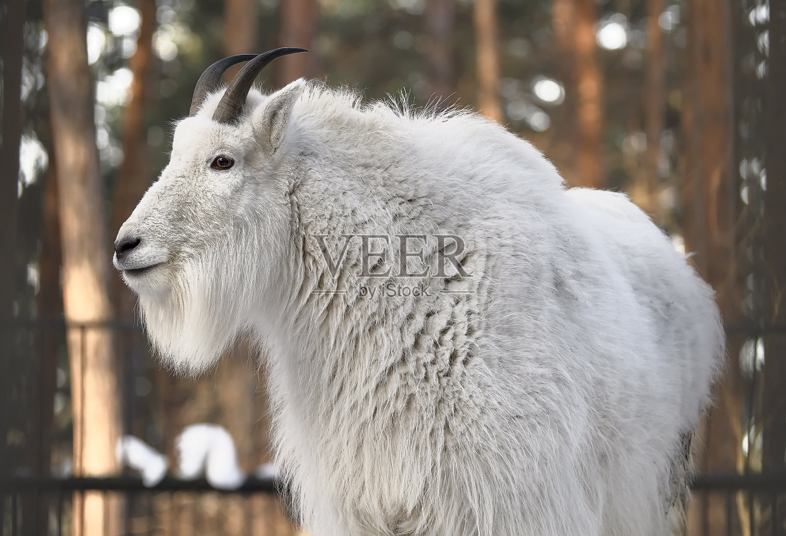 白山果阿照片摄影图片