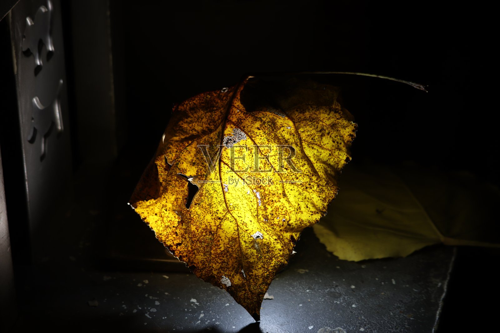 干树叶照片摄影图片