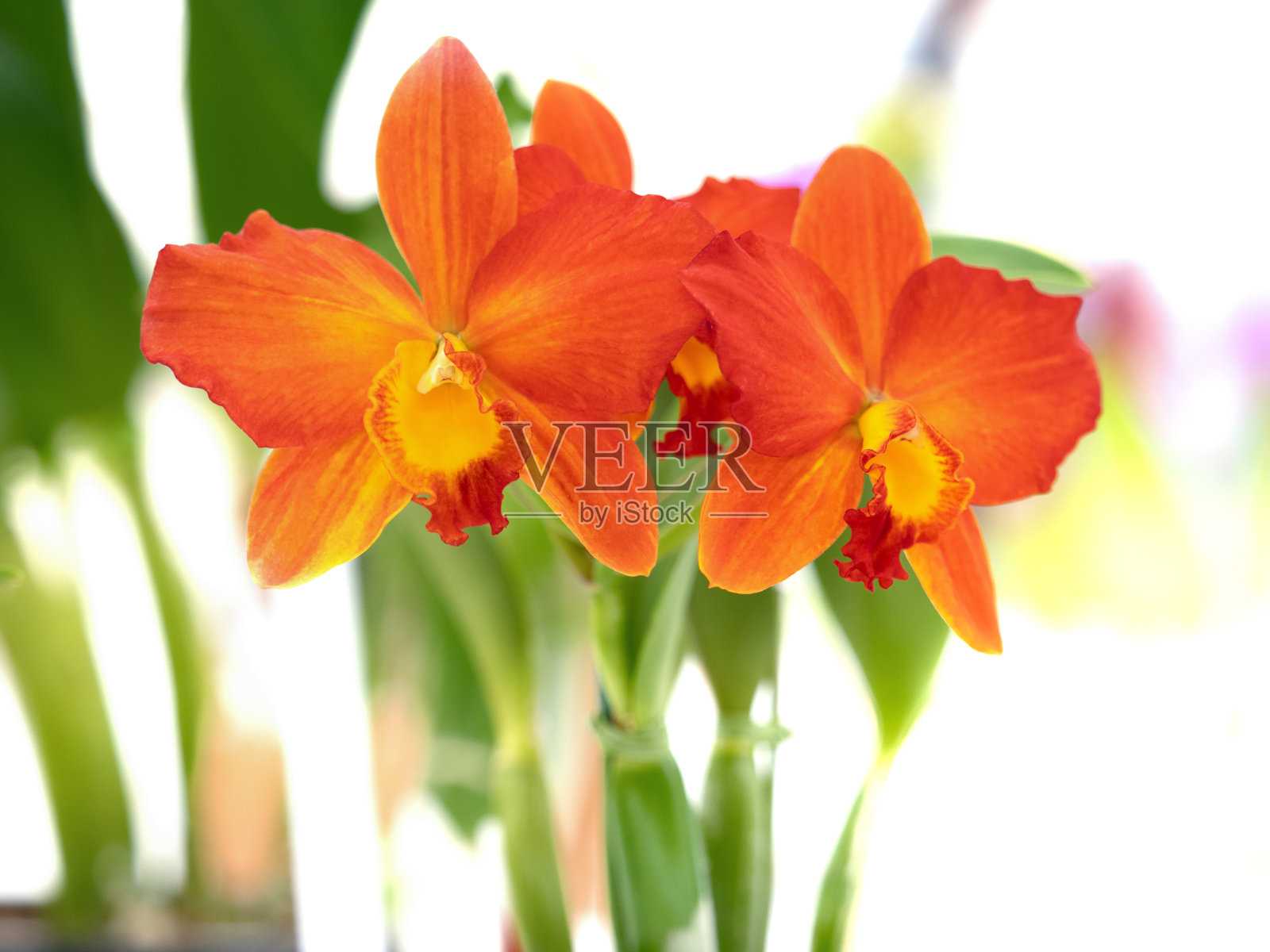 卡特里亚花照片摄影图片