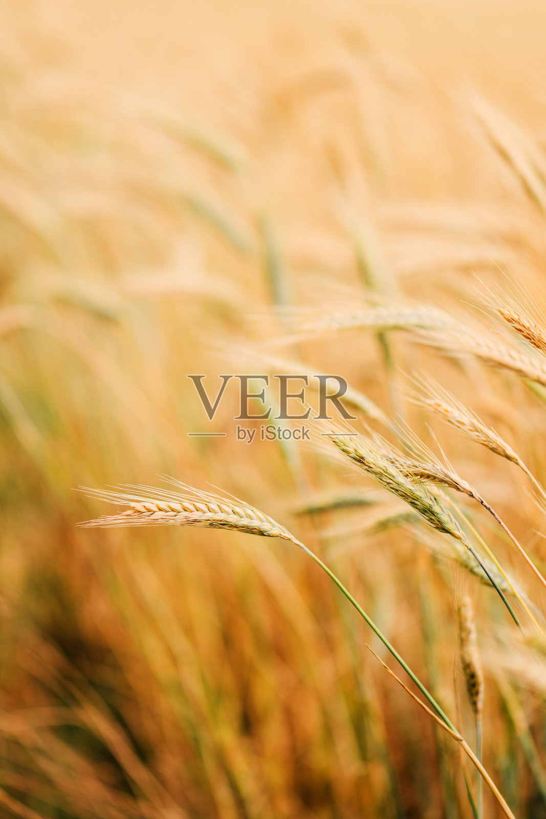 成熟的大麦作物在耕地照片摄影图片