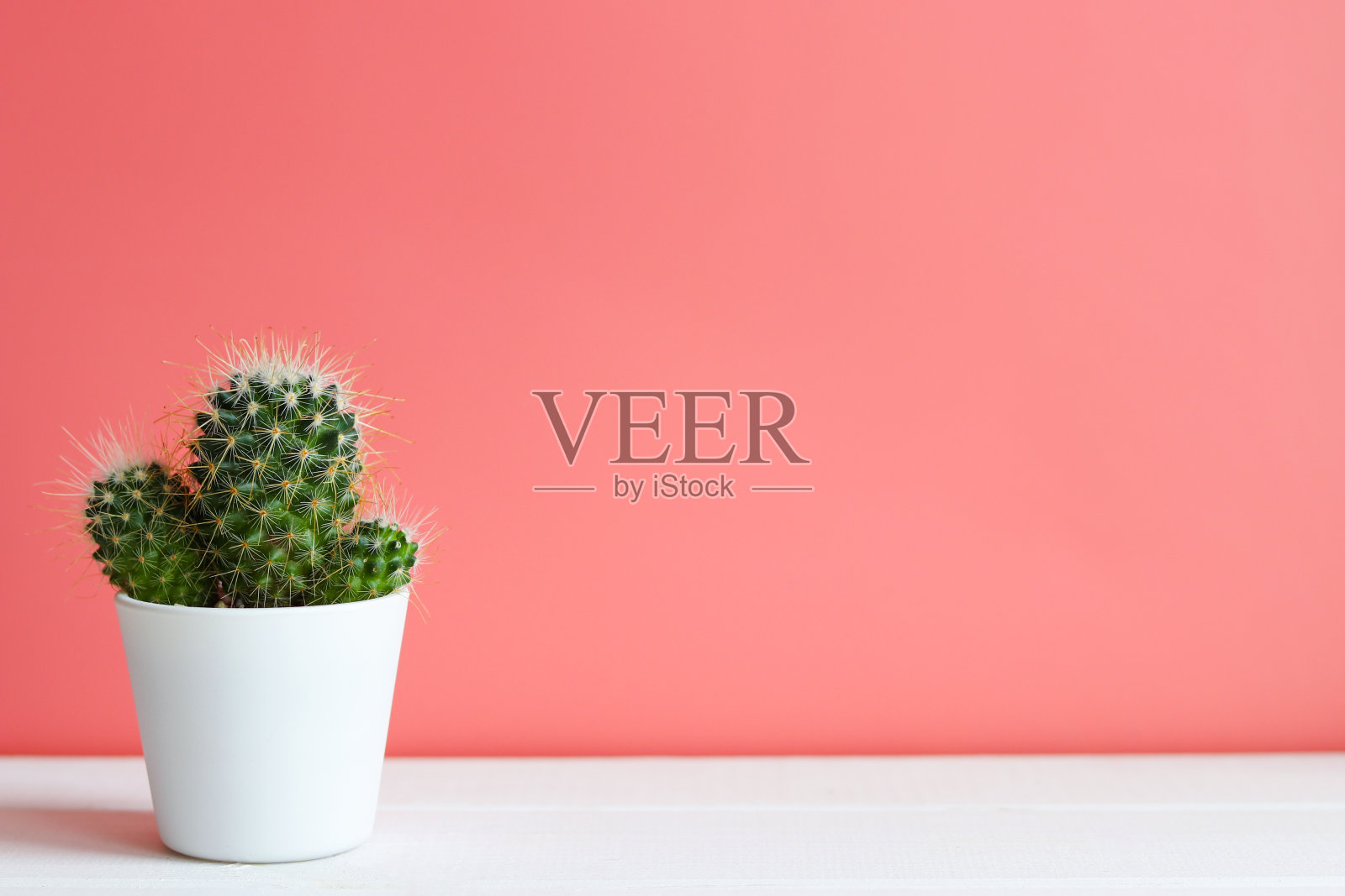 仙人掌,或多汁在一个白色的花盆,粉红色的背景与复制空间。有选择性的重点照片摄影图片