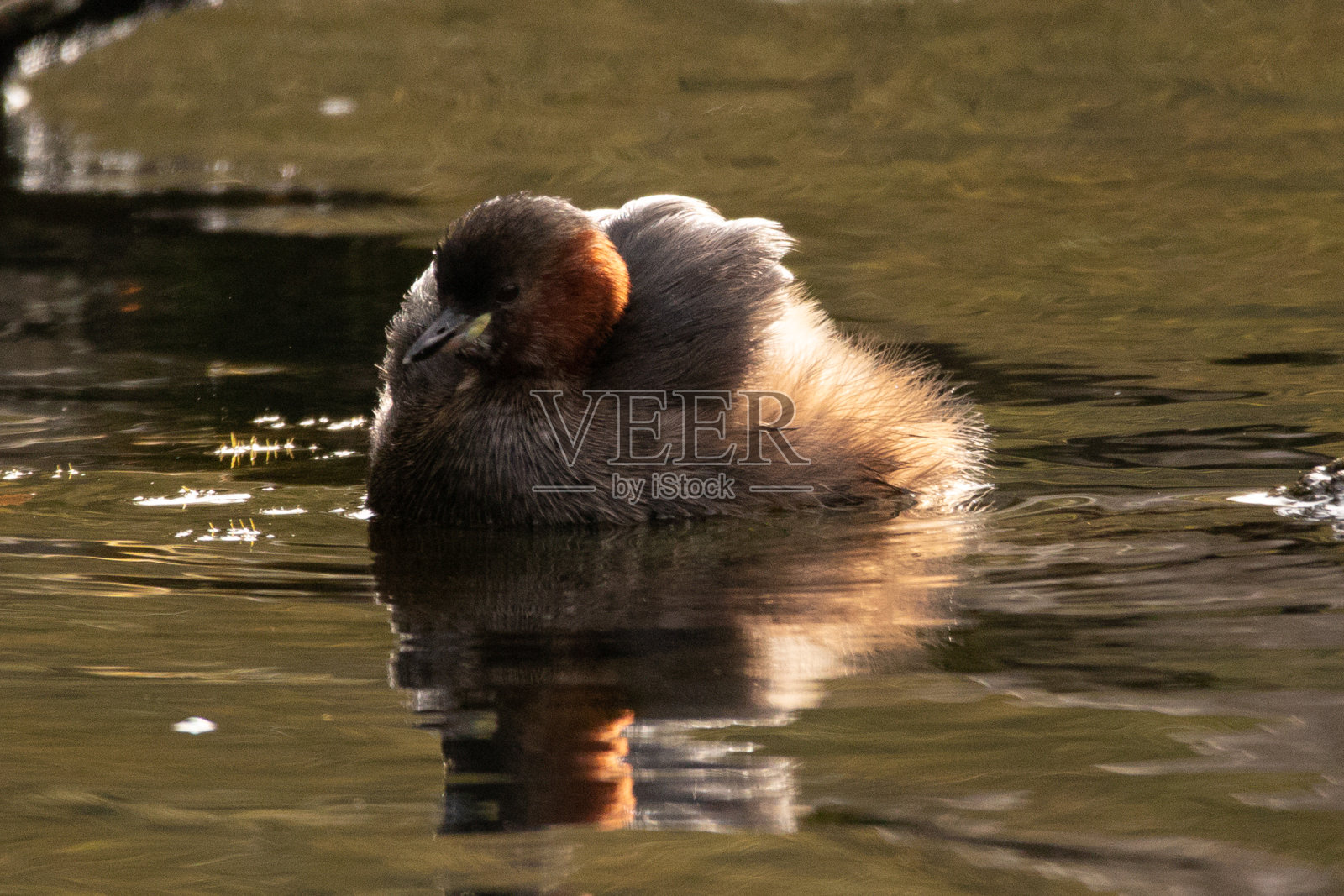 Grèbe castagneux (Tachybaptus ruficollis)照片摄影图片