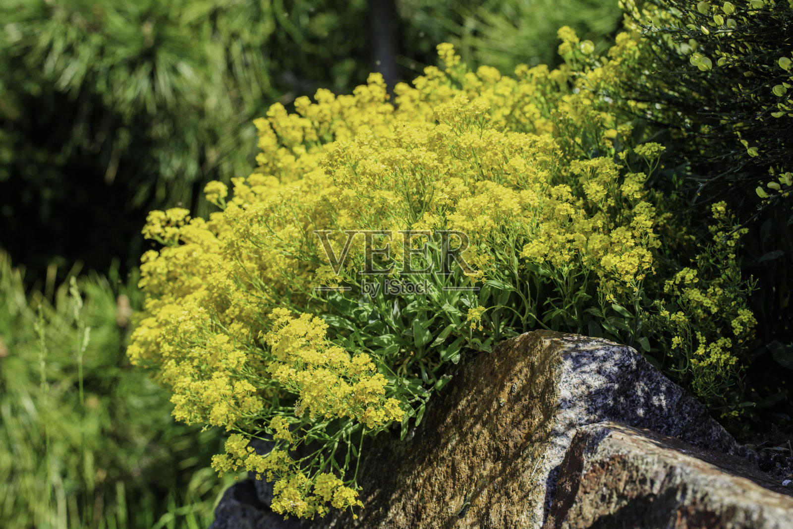 石药草,石斑鱼,生长在石头上照片摄影图片