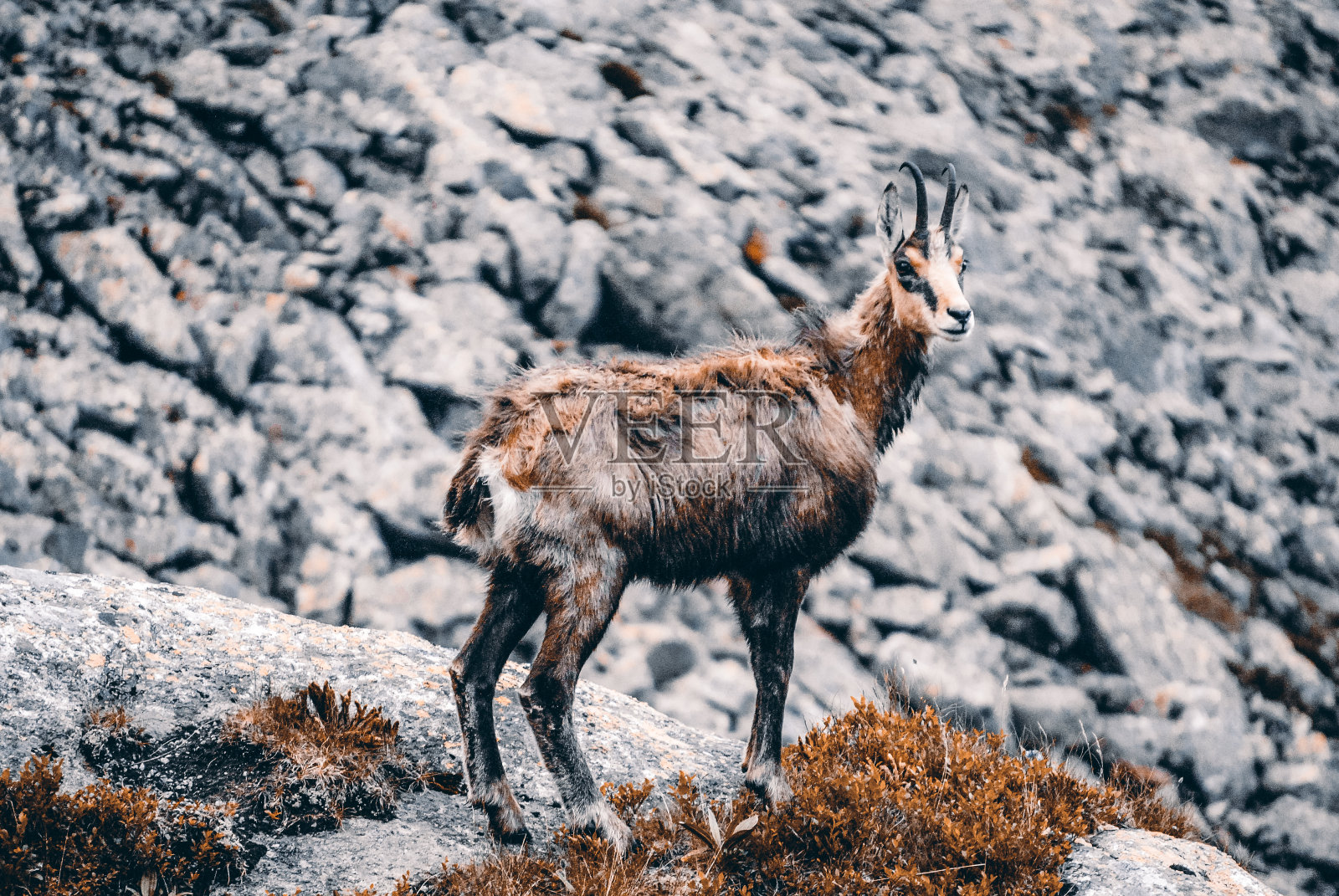 波兰泰特拉山脉的山景与岩羚羊照片摄影图片