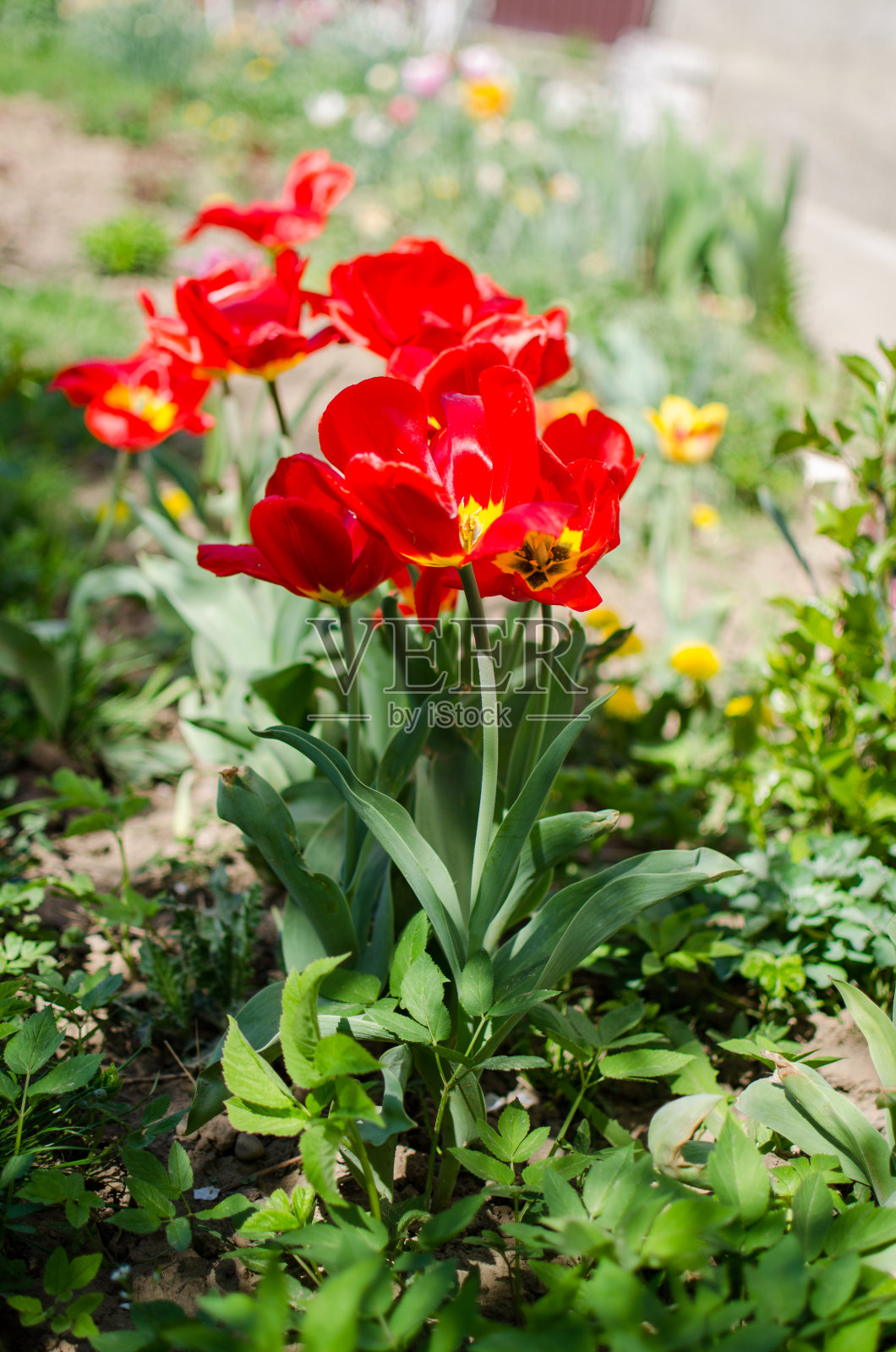 春天细长的郁金香在户外盛开照片摄影图片