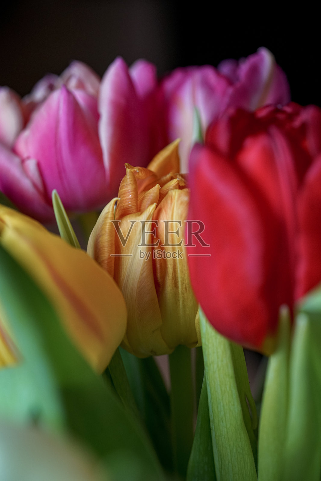 五颜六色的郁金香花束照片摄影图片