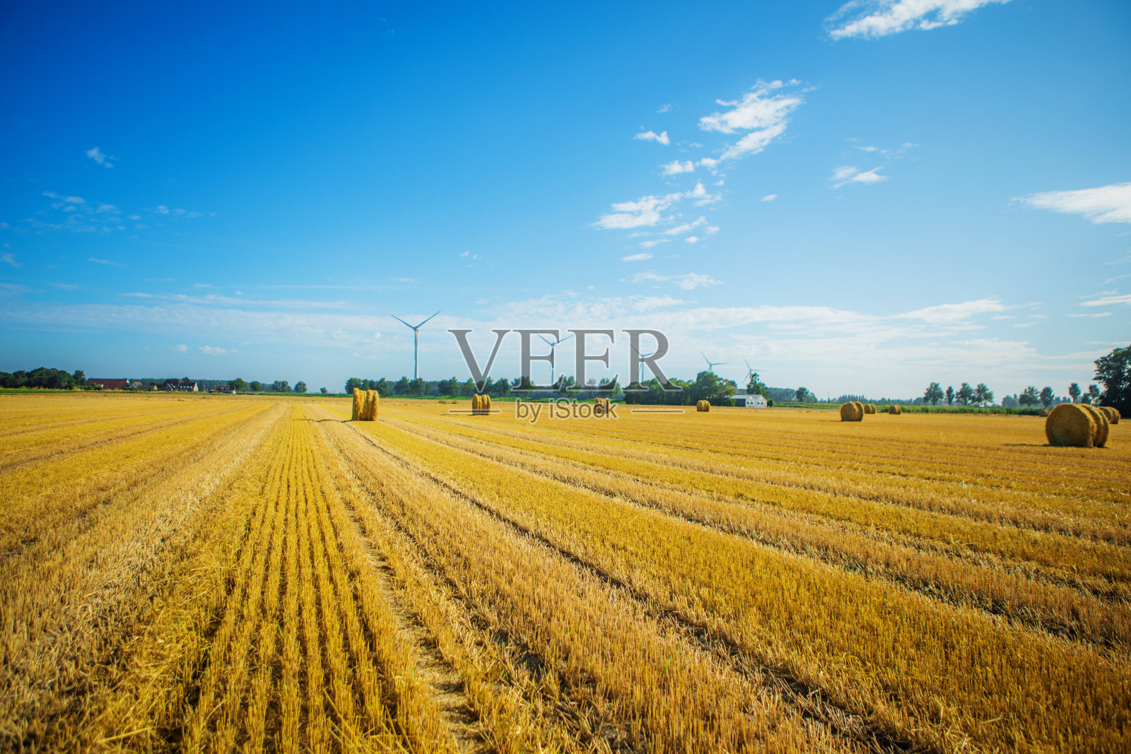 荷兰收获的谷物田照片摄影图片