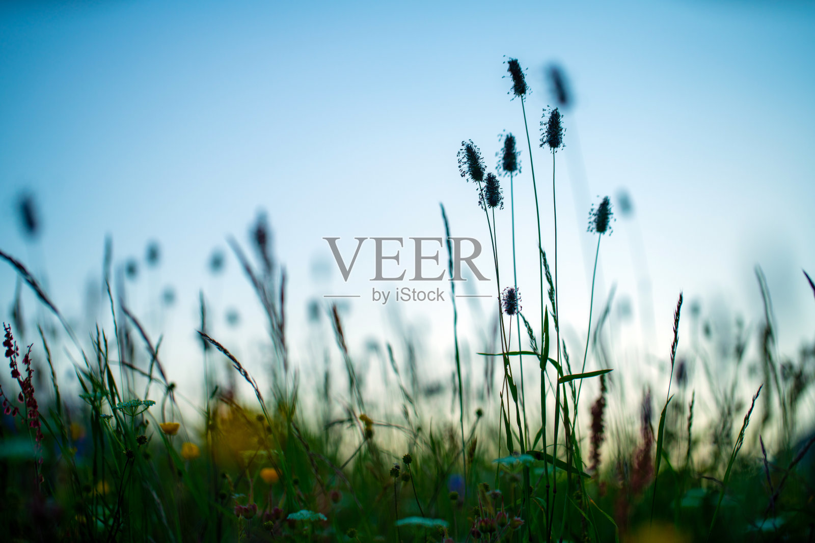 日落时草地剪影的特写镜头照片摄影图片